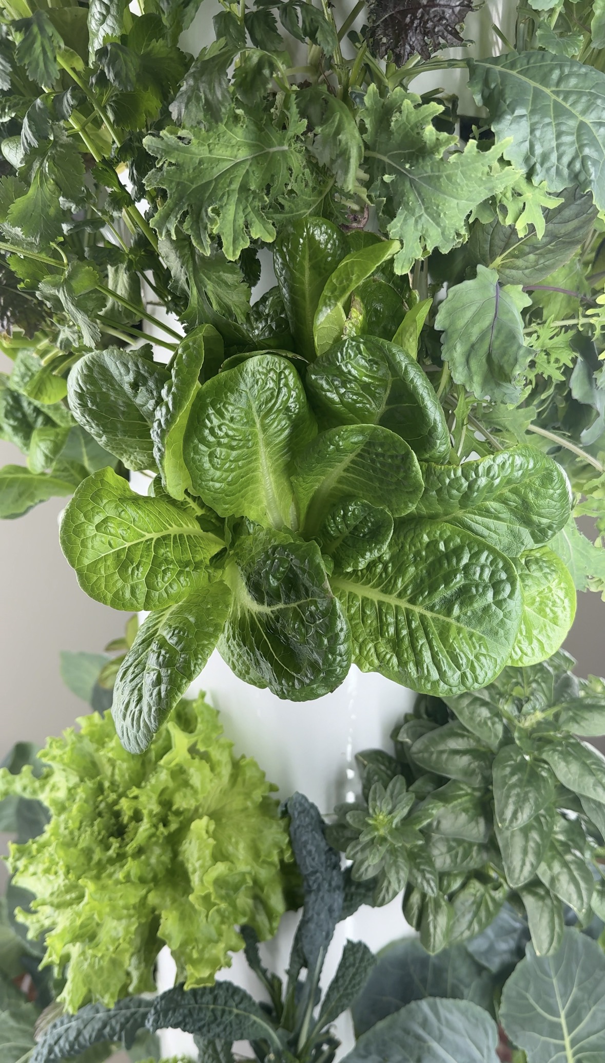Harvesting fresh greens from the Tower Garden