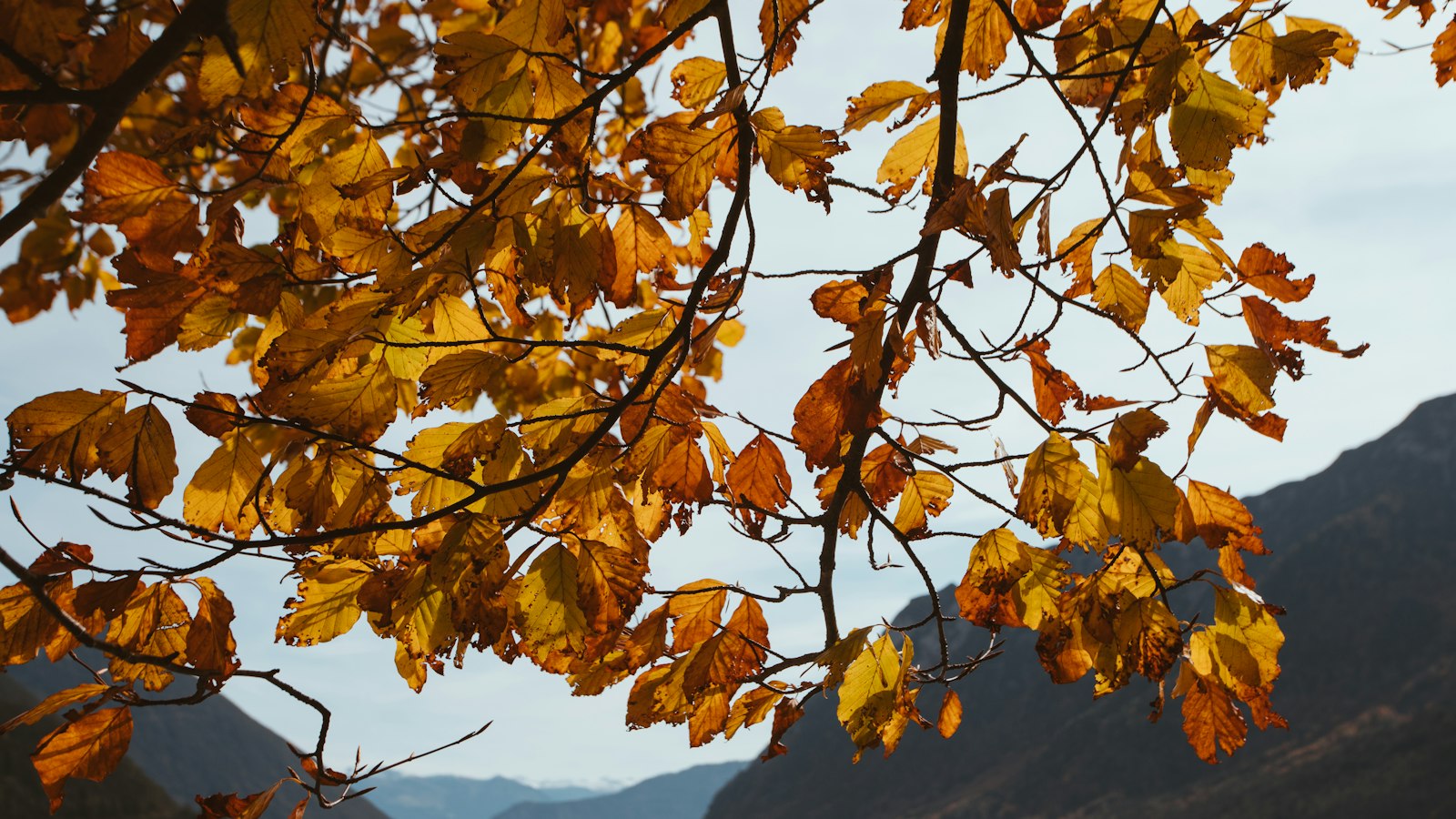 Yellow autumn leaves on a branch over calm water
