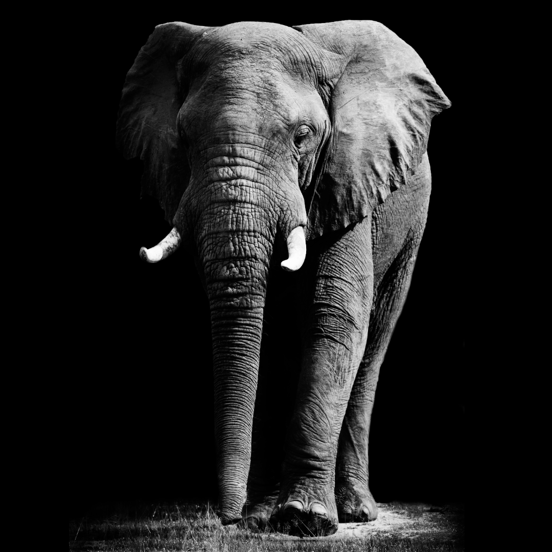 Baseline front-facing elephant