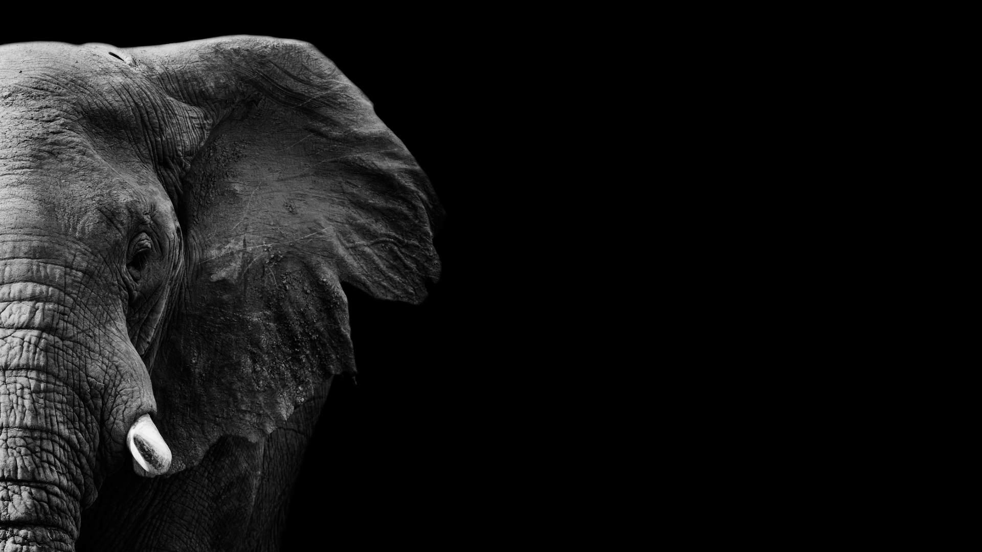 Baseline elephant
