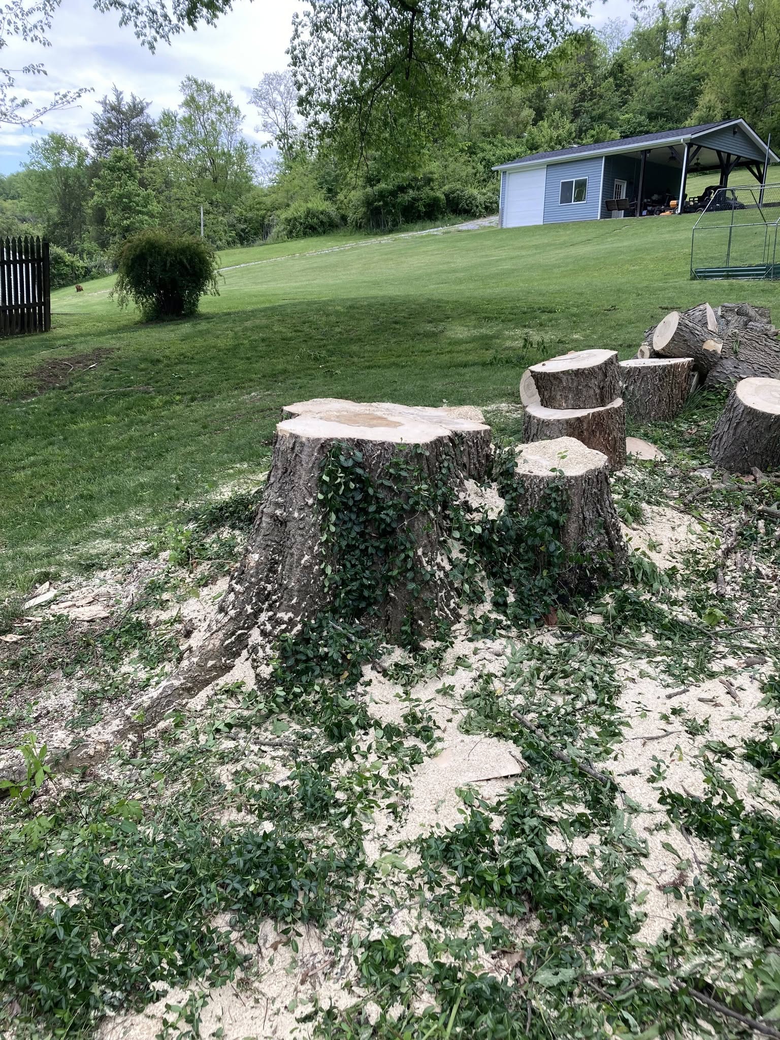 Large tree safely taken down in a residential yard
