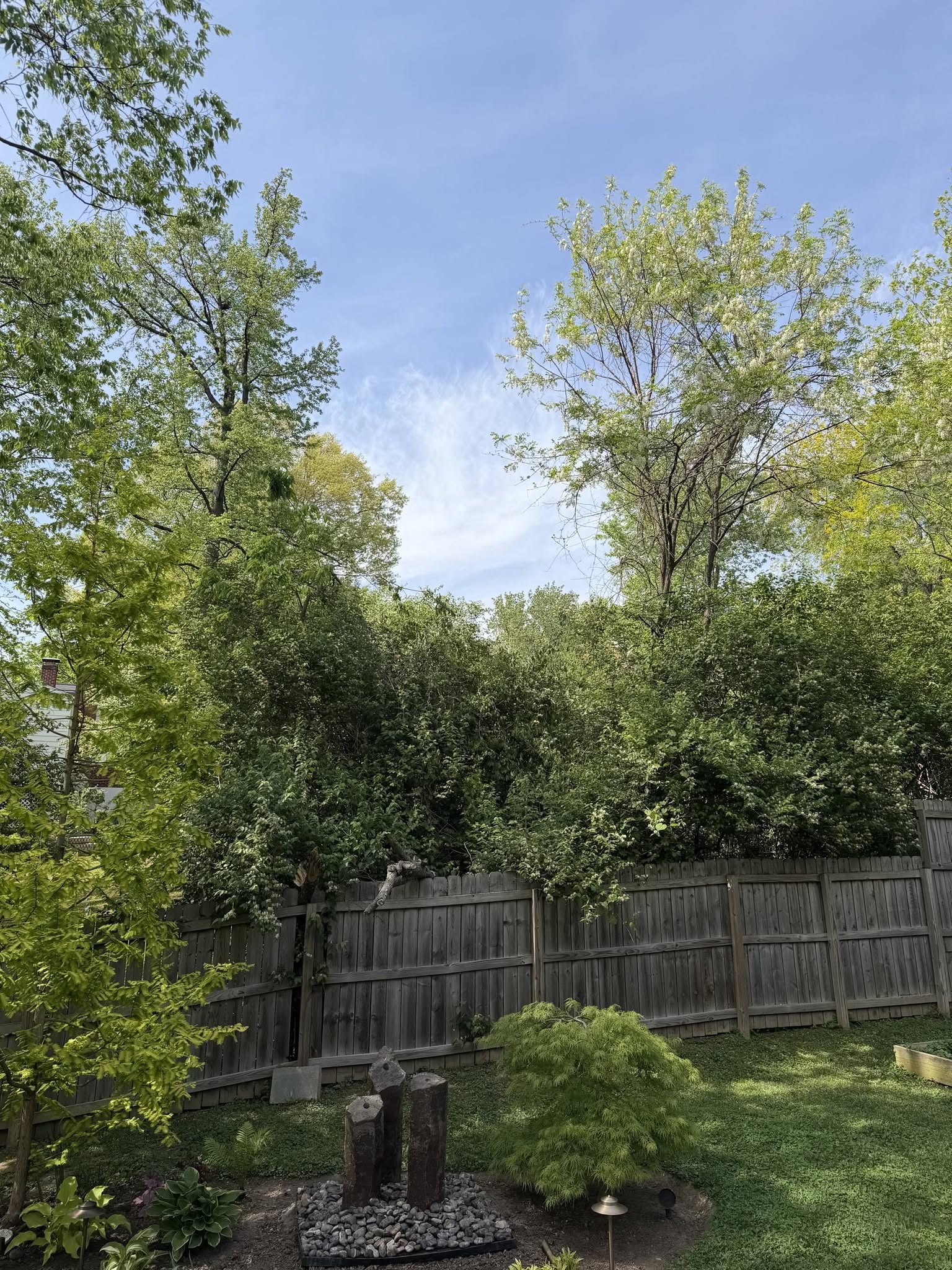 Backyard tree maintenance and trimming