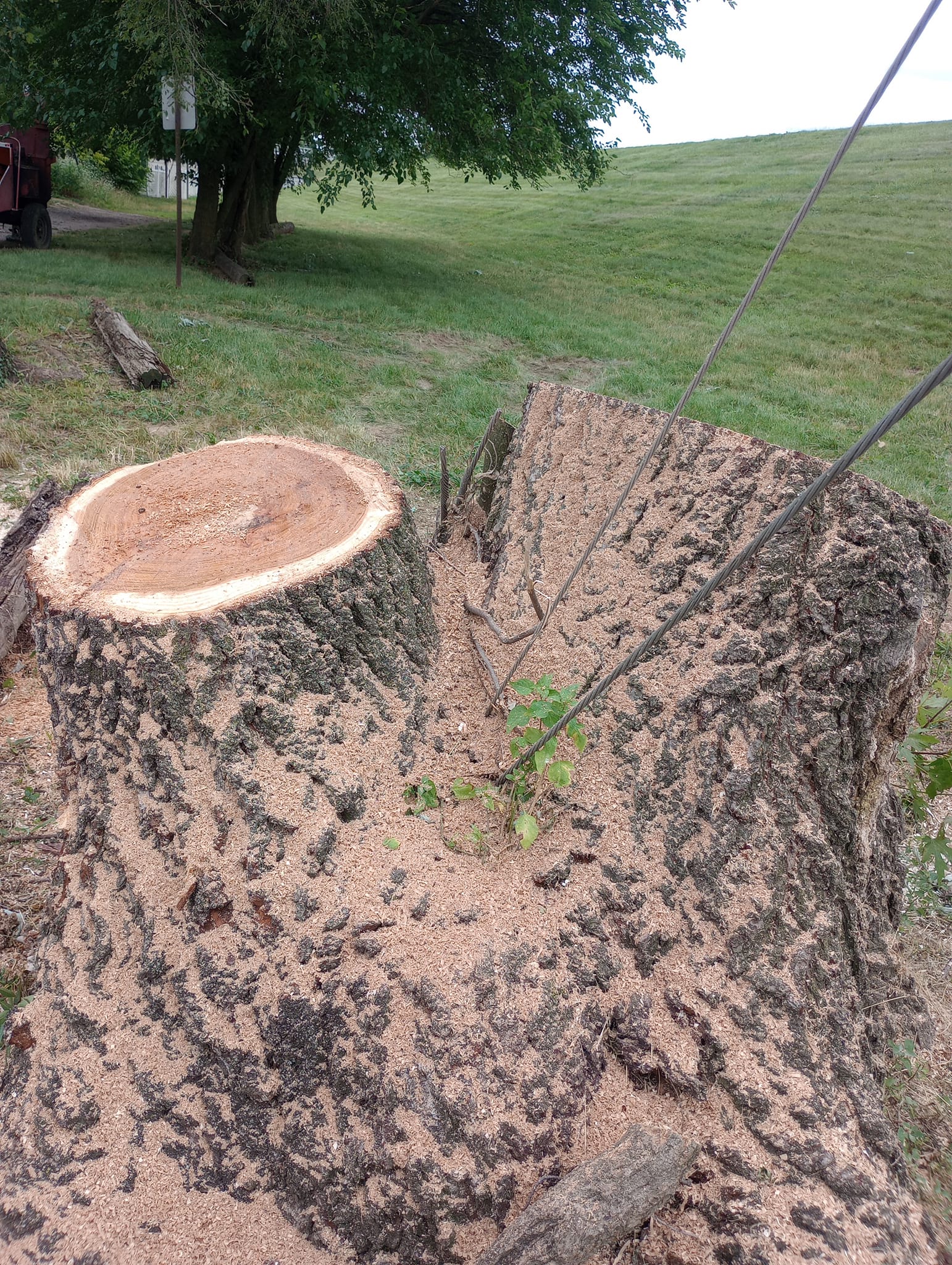 Large tree stump ready for professional grinding
