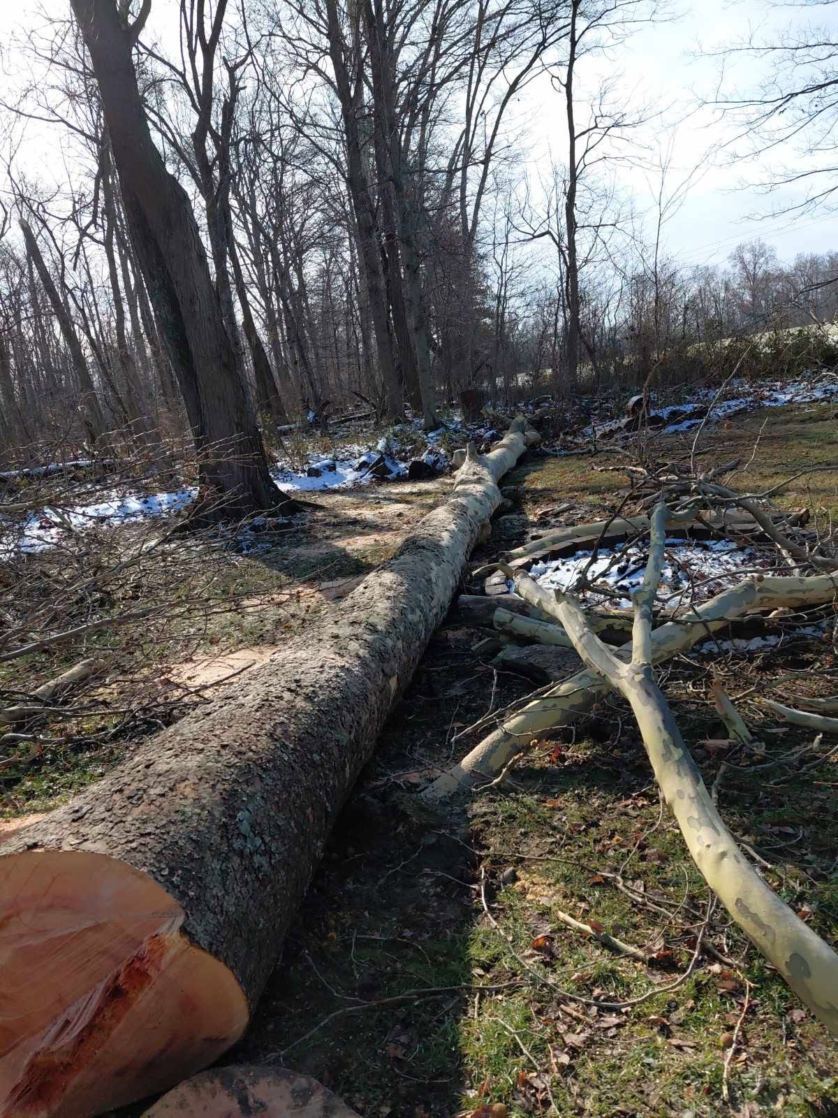 Massive felled tree trunk lying on the ground in a wooded area after professional removal