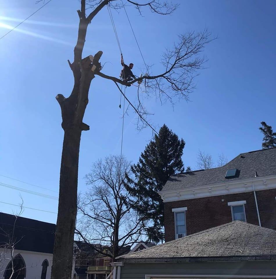 Tree service in Florence