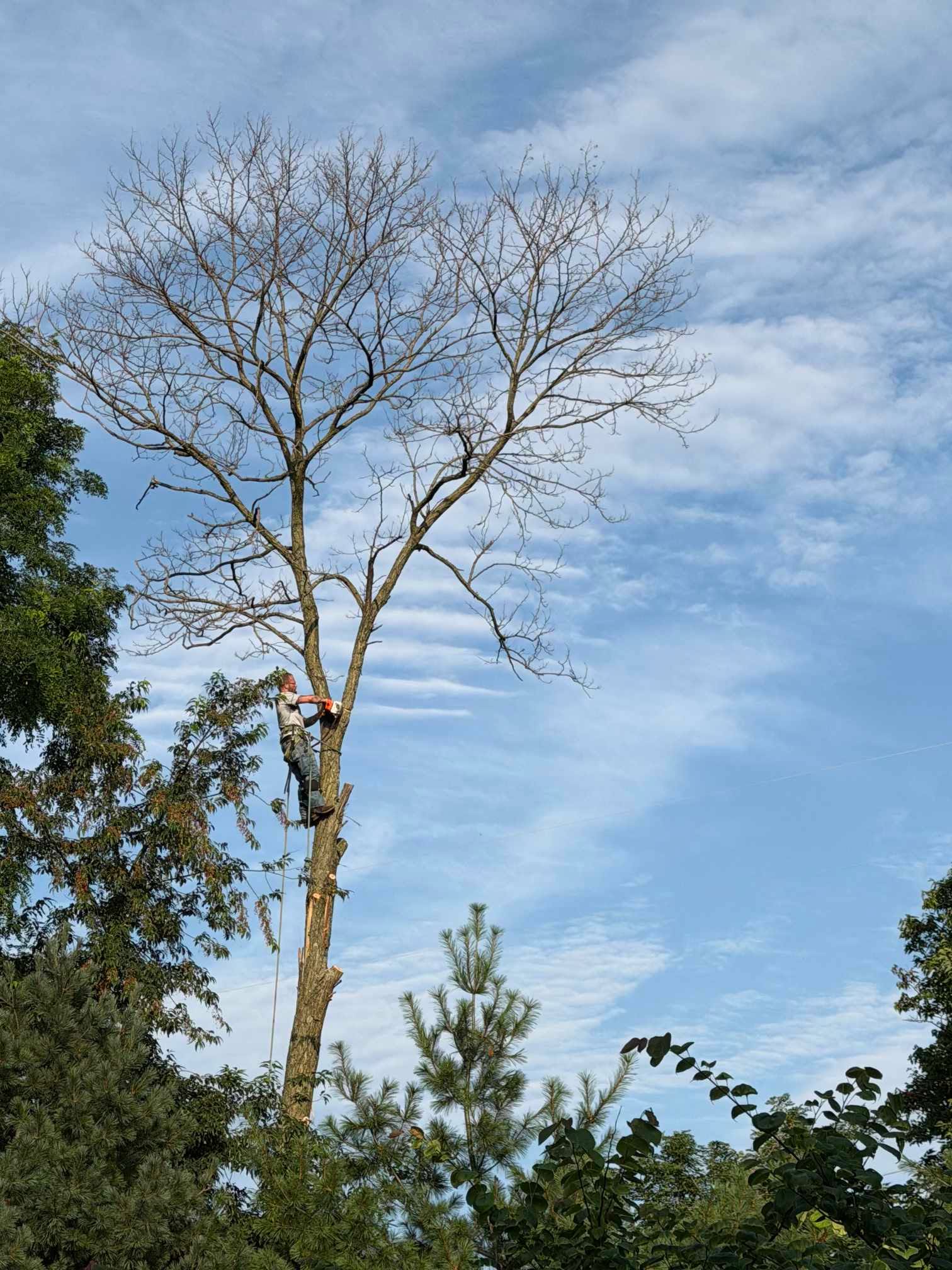 High-Angle Tree Removal Service