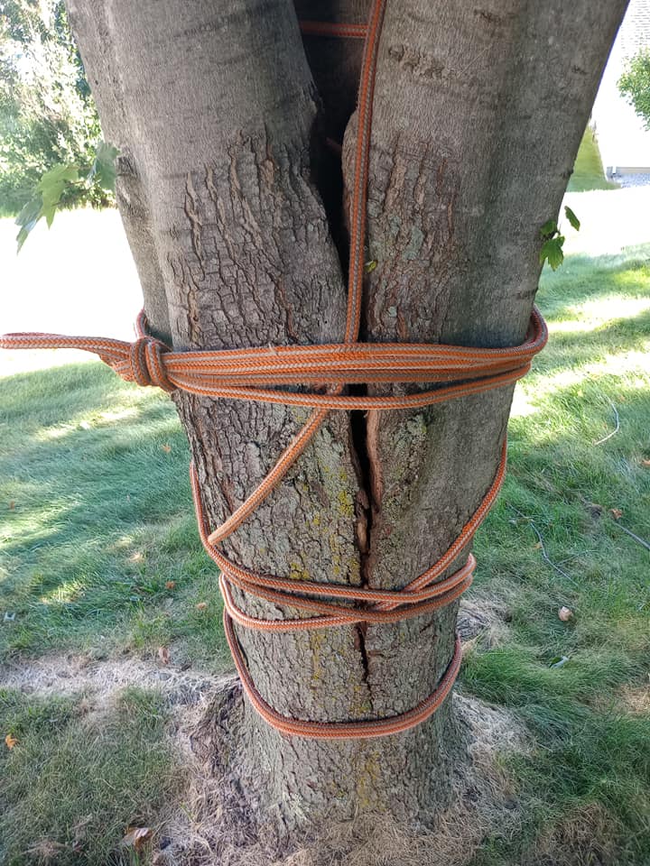 Split tree trunk bound by a rope for safety