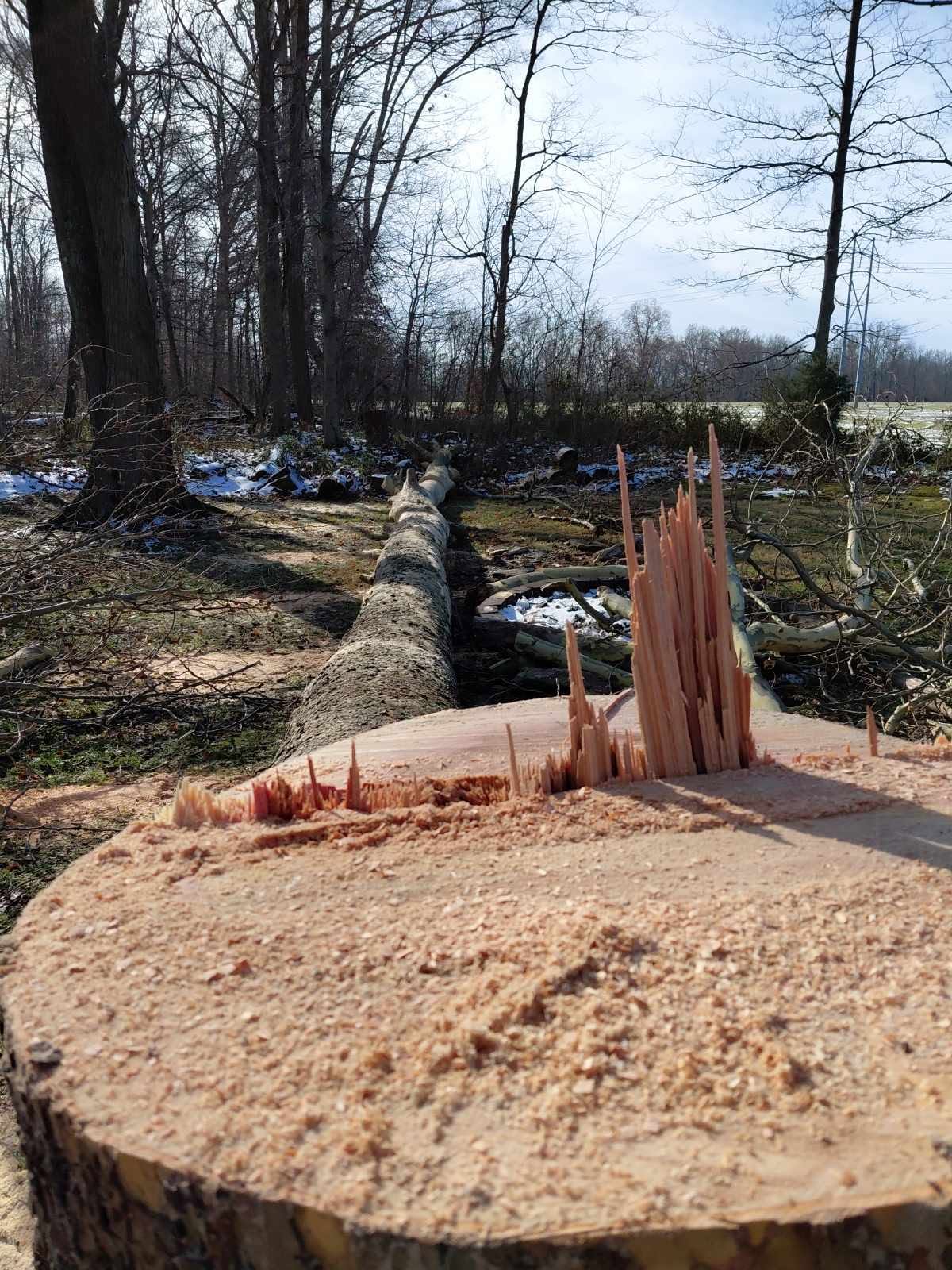 Large tree trunk safely felled on the ground showing the cut stump