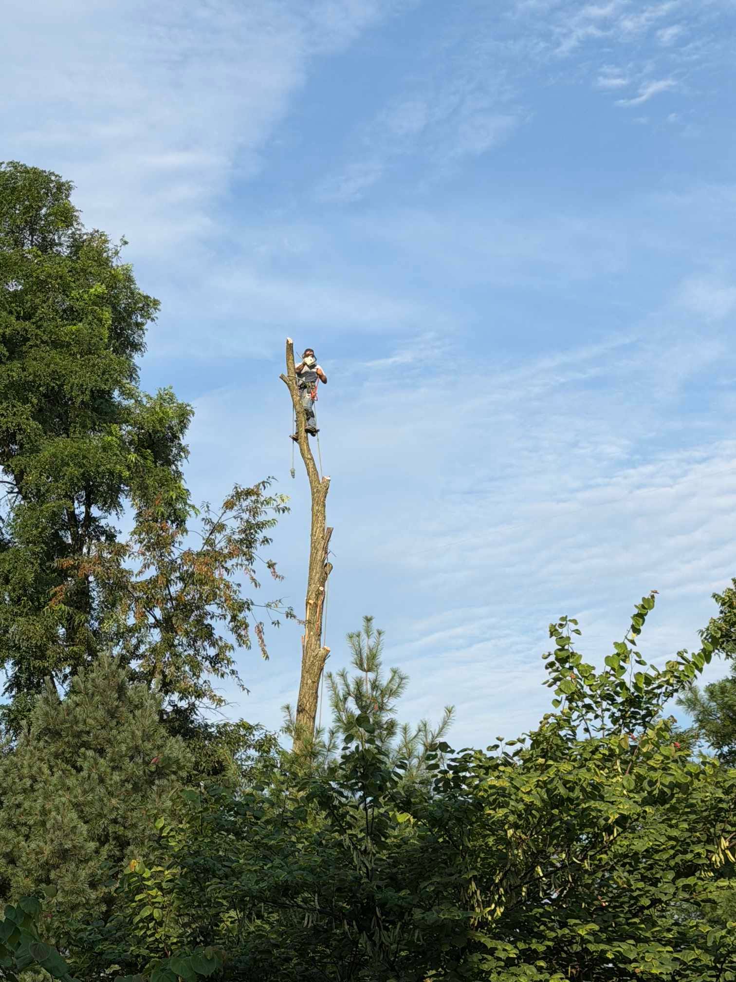 Hazardous Tree Sectional Removal