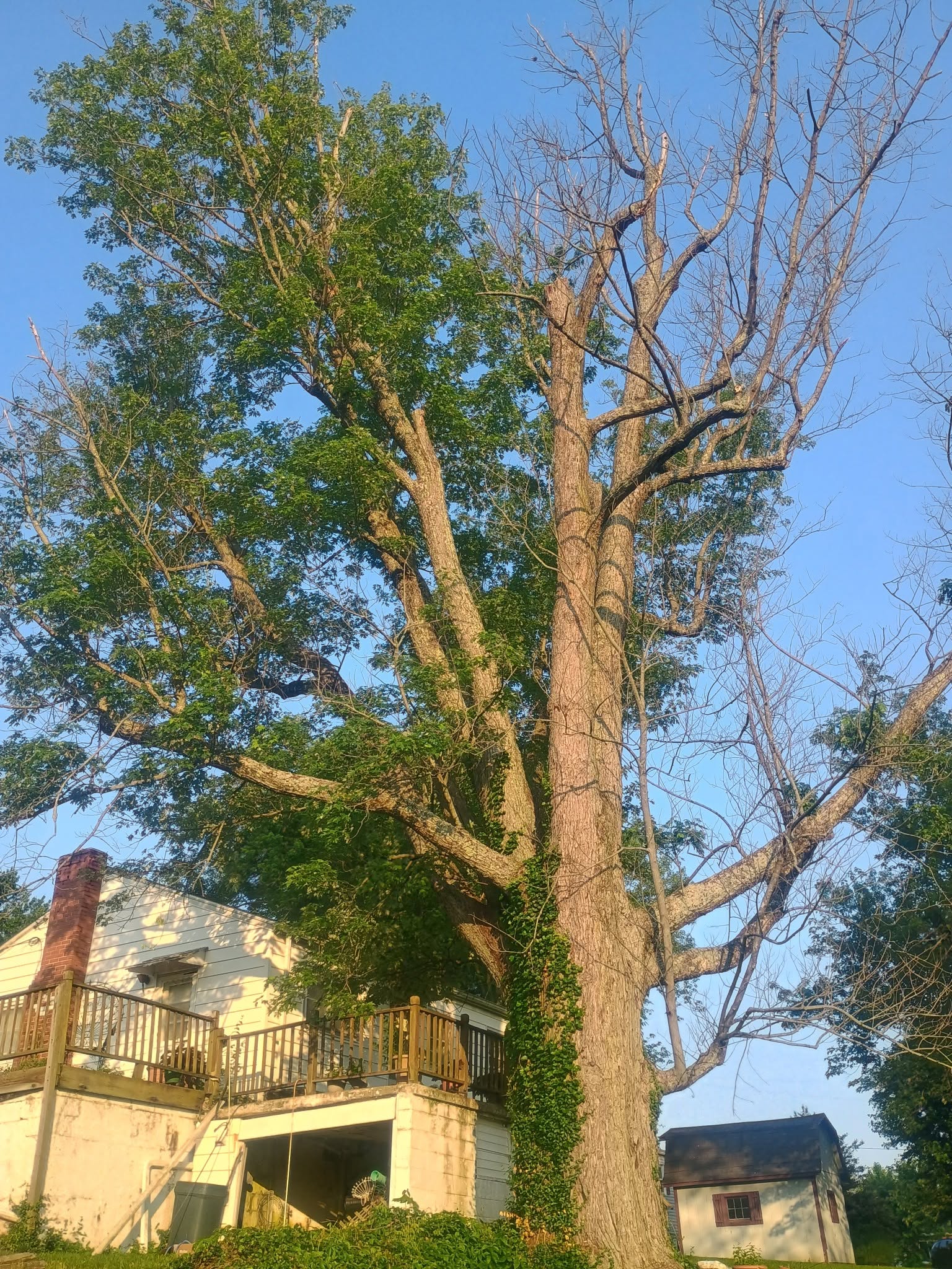 Assessing a large, hazardous tree near a home