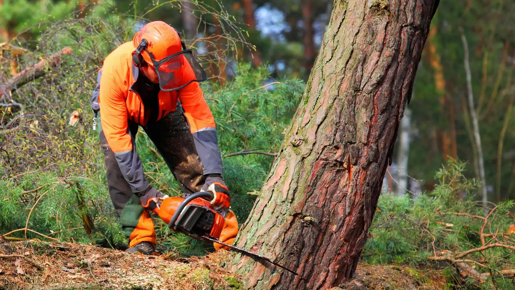 Professional tree service worker cutting a tree