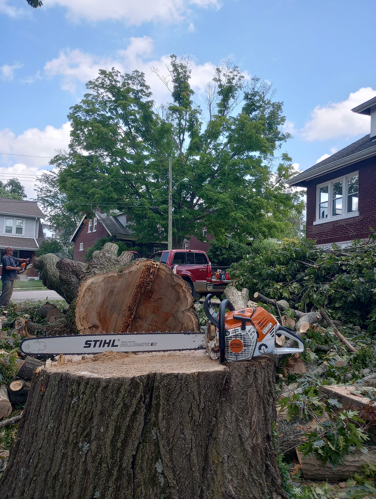 Commercial Tree Removal