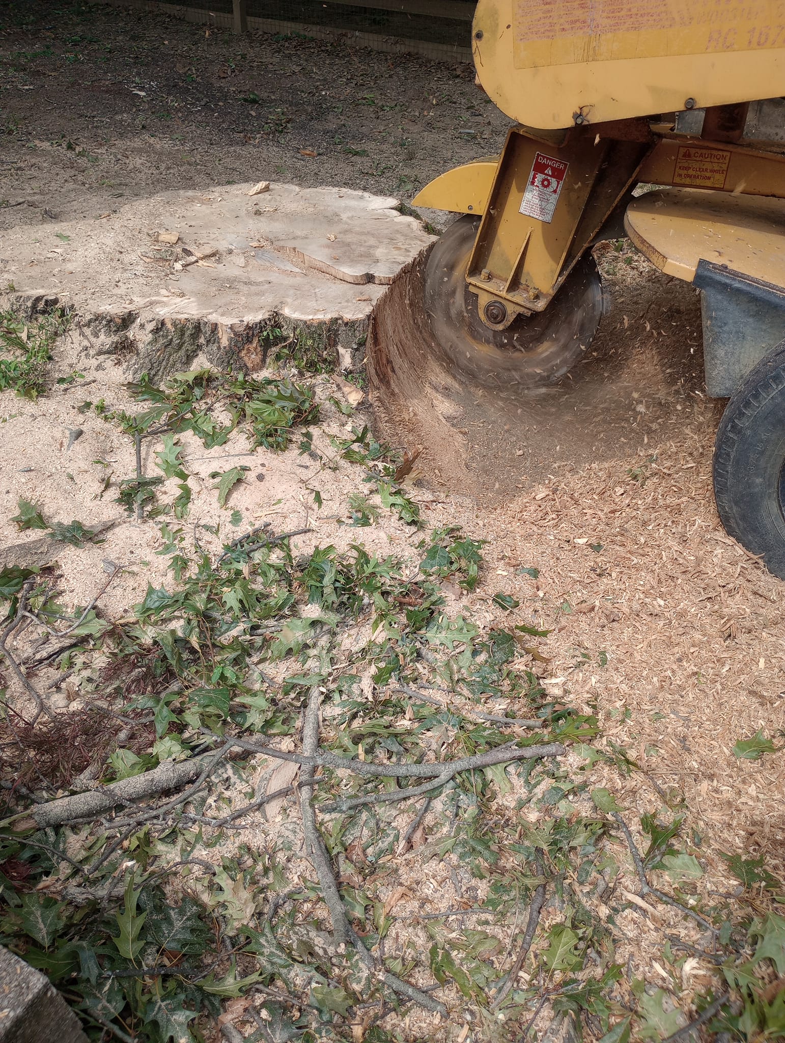Stump grinder machine removing a large tree stump