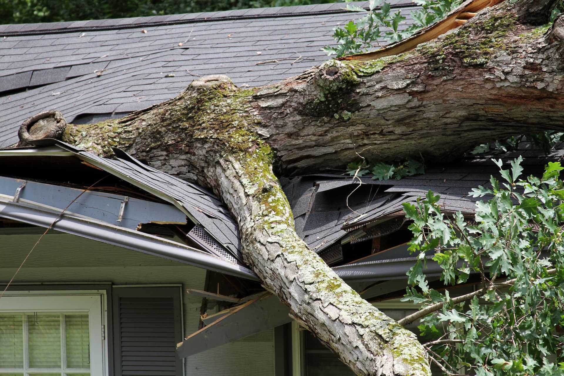 Emergency Tree Service