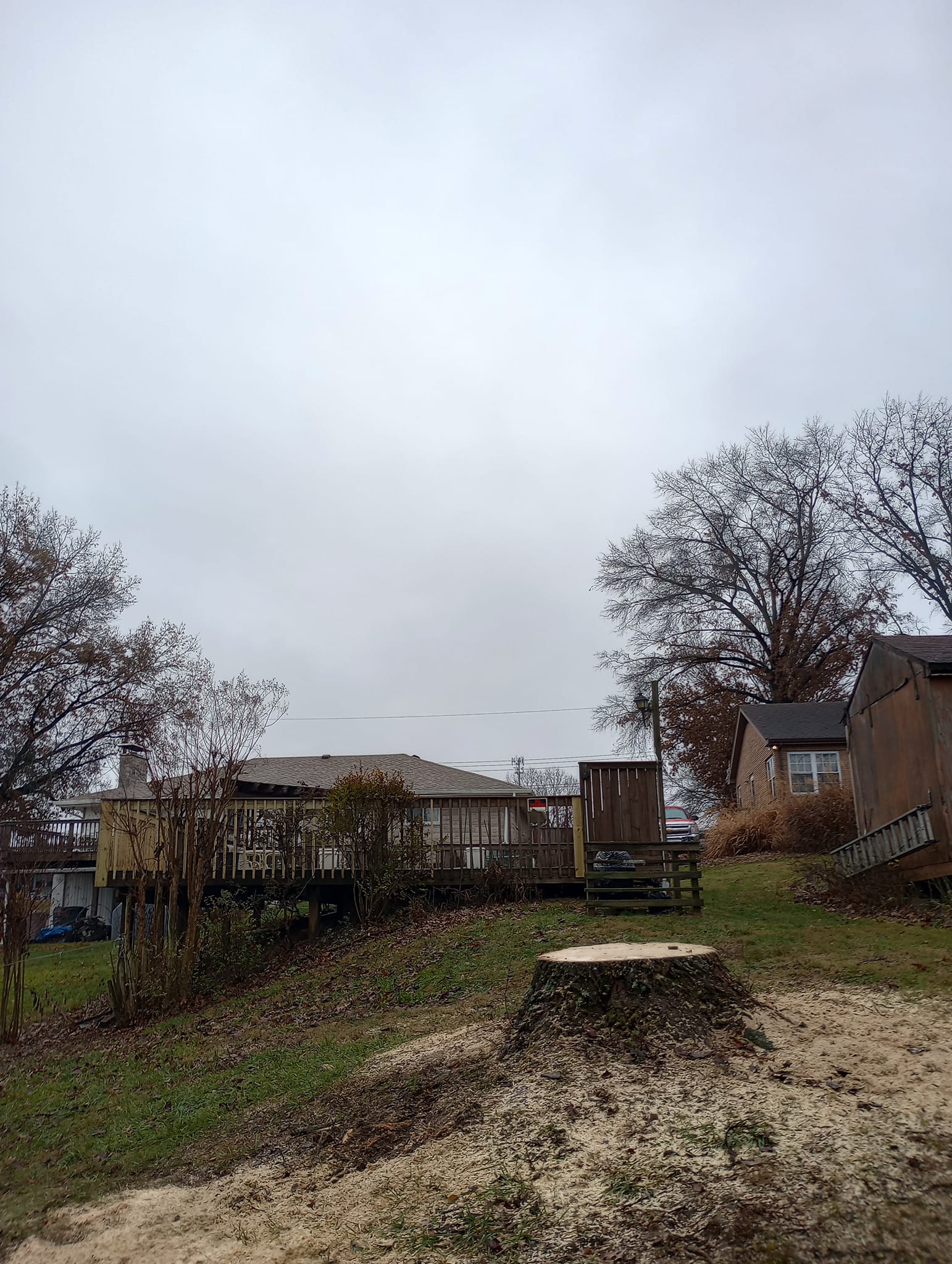 Backyard Tree Removal in Independence KY