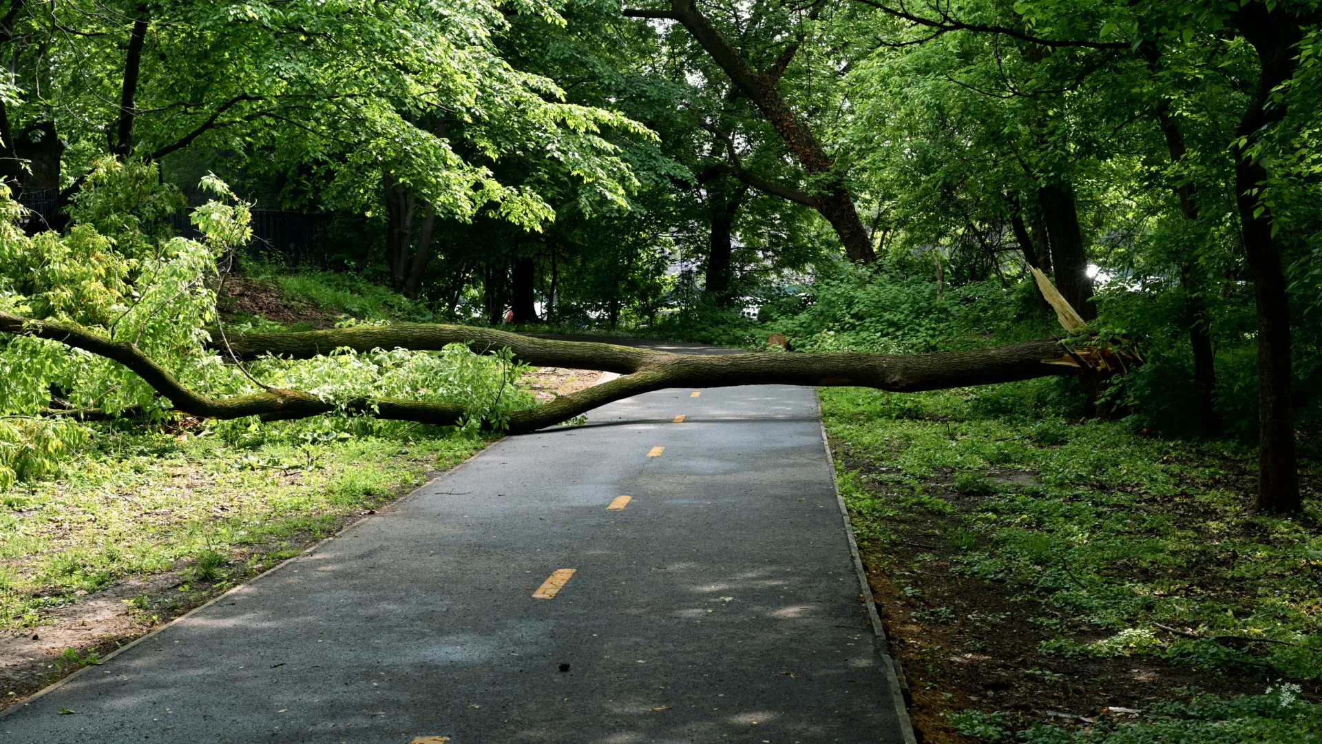Large tree safely felled and ready for cleanup in Northern Kentucky