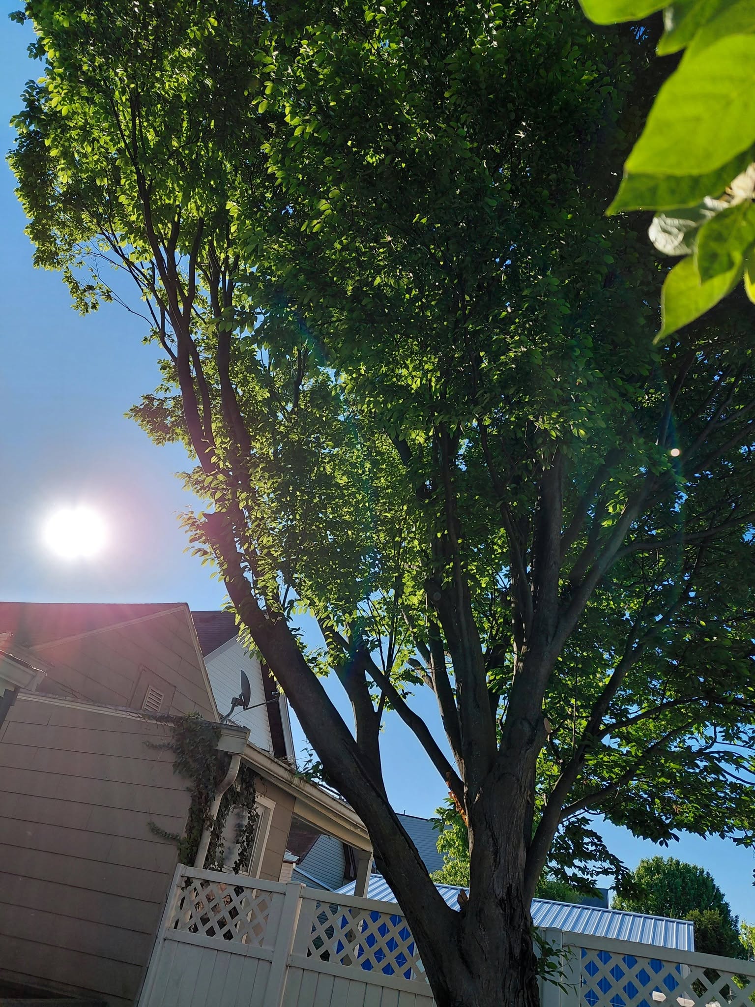 Tree service project