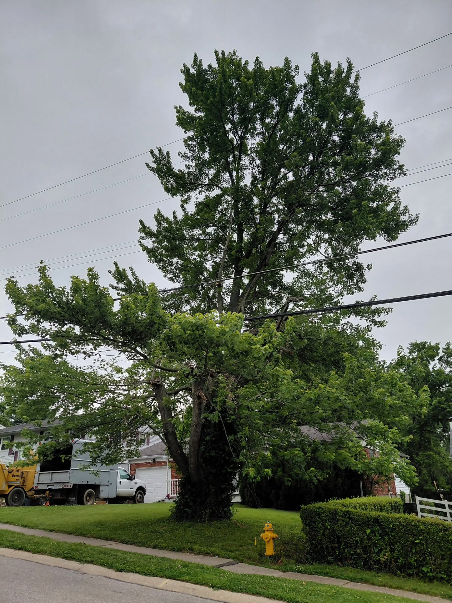 Hazardous Tree Removal Near Power Lines