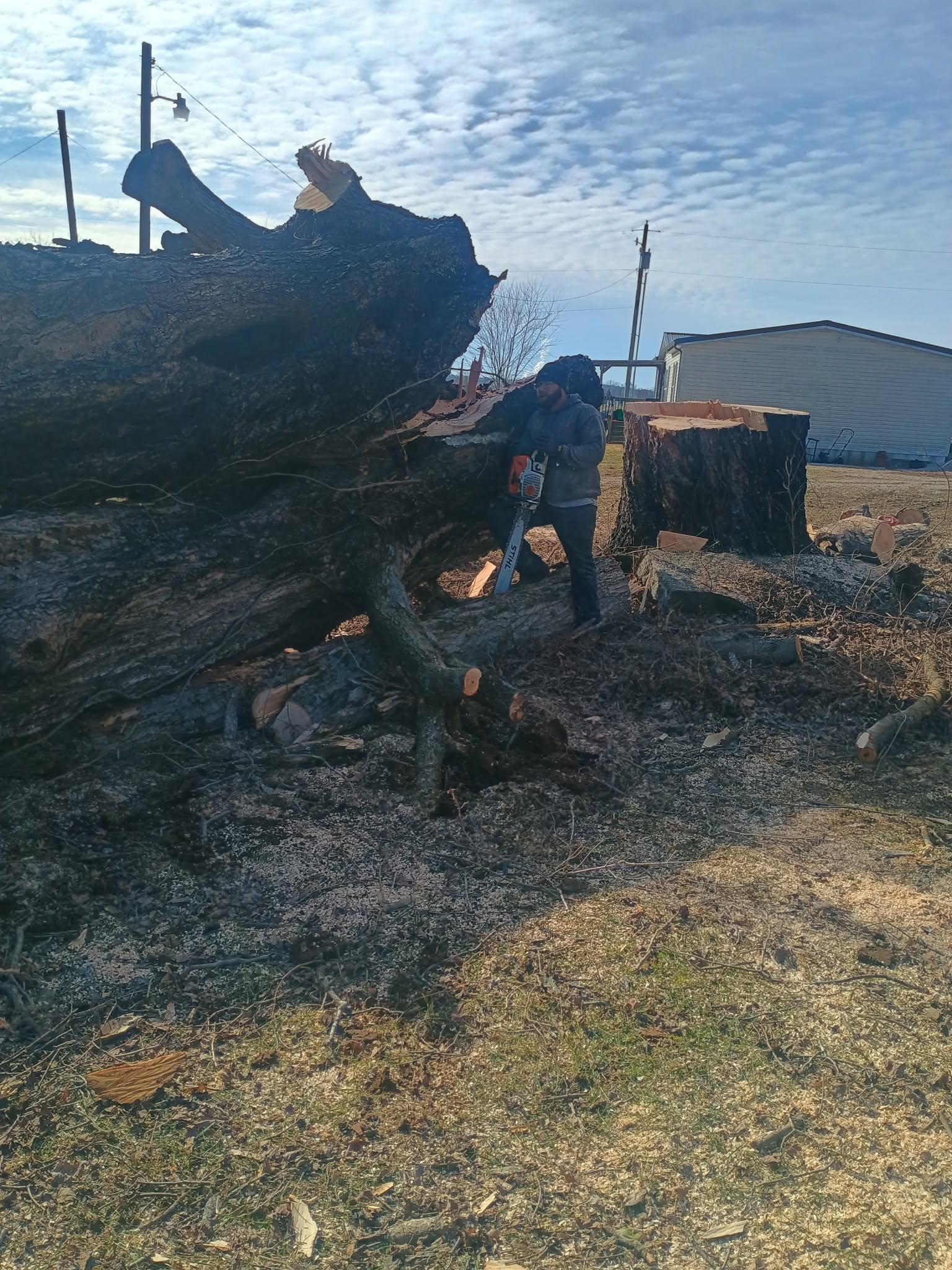 Massive Tree Removal Service in Northern Kentucky