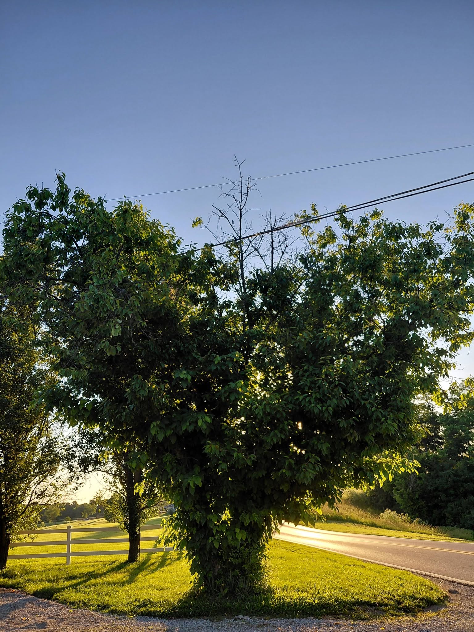 Assessing a large tree for professional trimming
