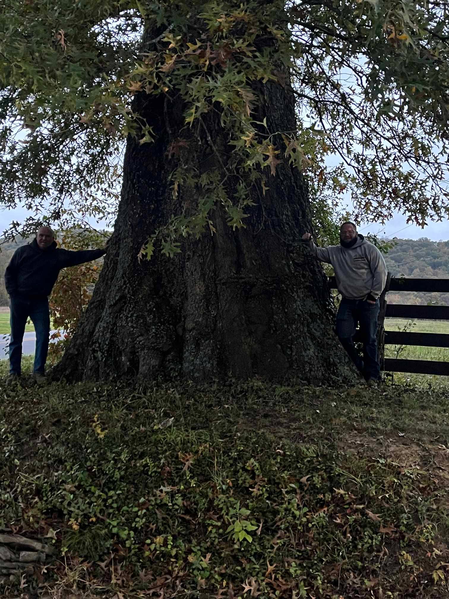 Tree service crew in Alexandria