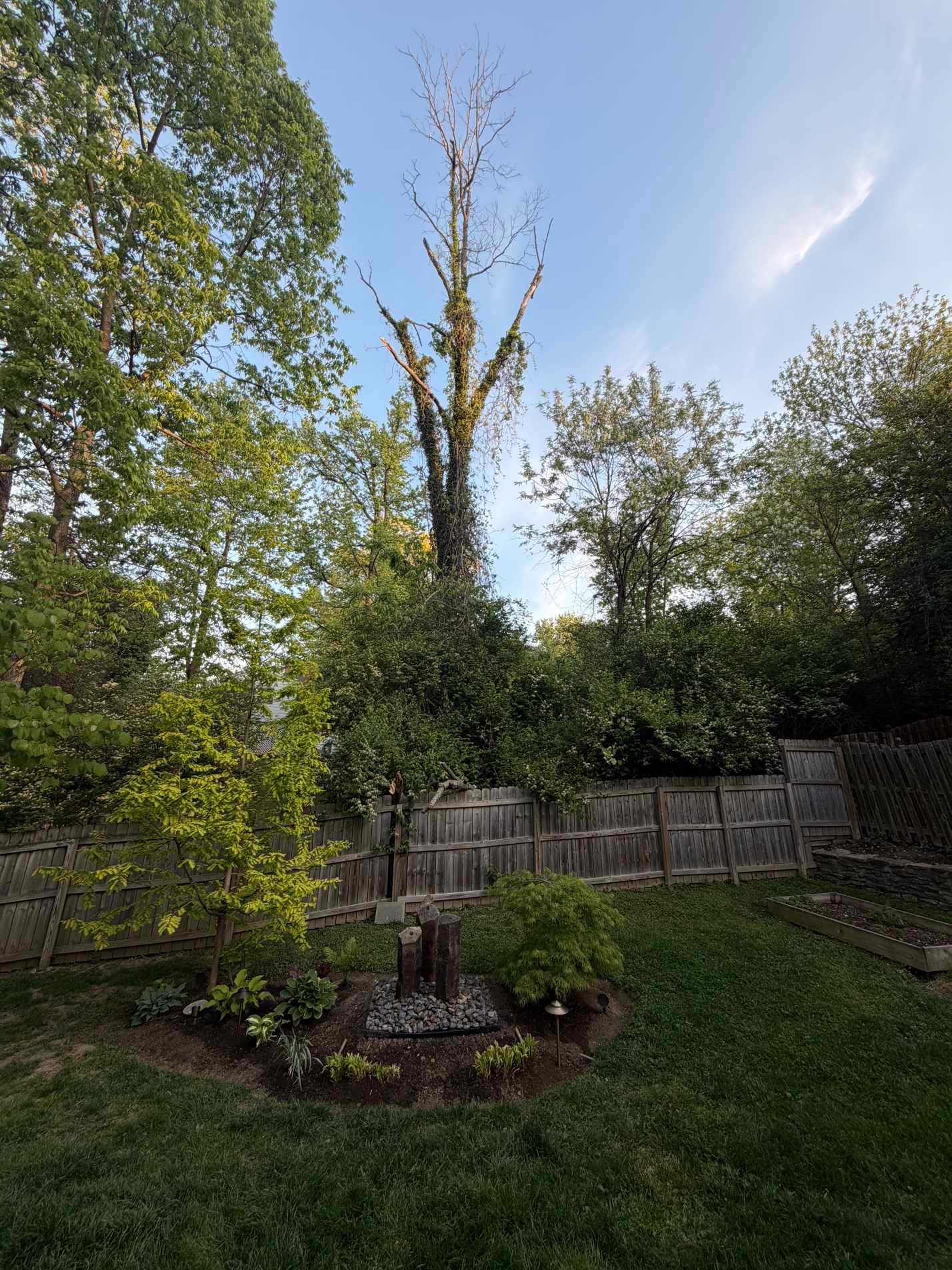 Tall dead tree towering over a residential fence requiring professional removal
