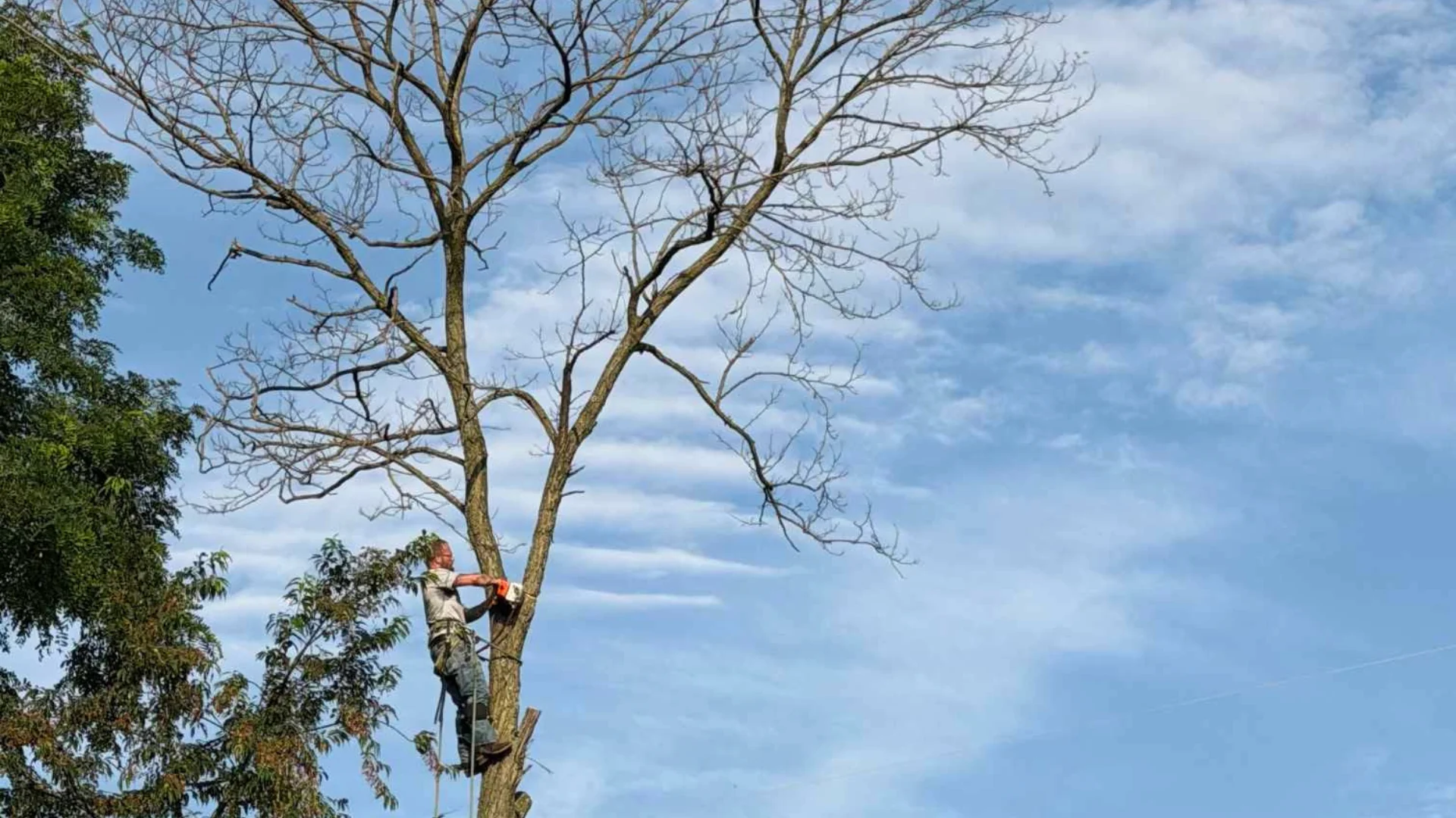 Arborist using a chainsaw to trim branches high in a mature tree in Union KY