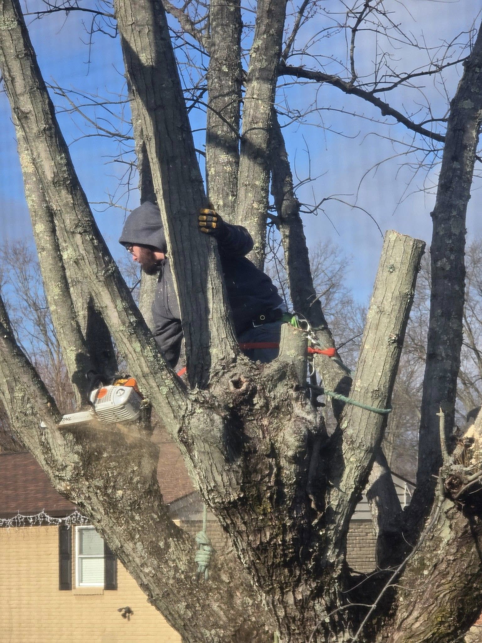 Tree Trimming Work