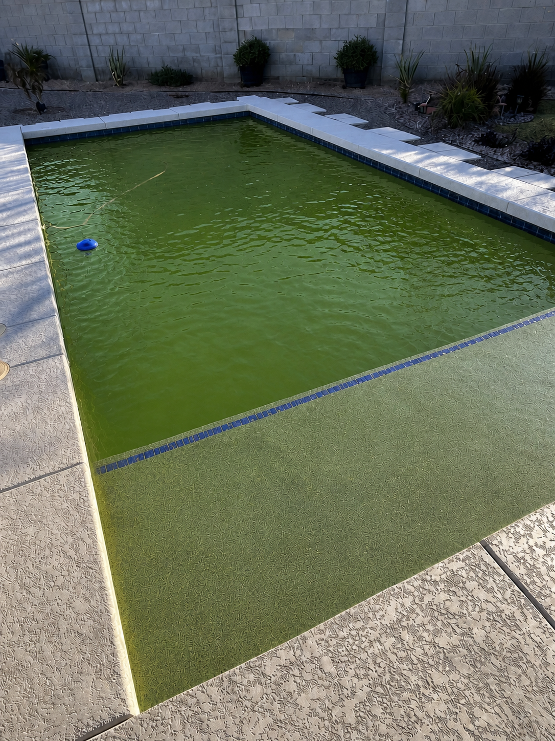 Green pool before cleanup