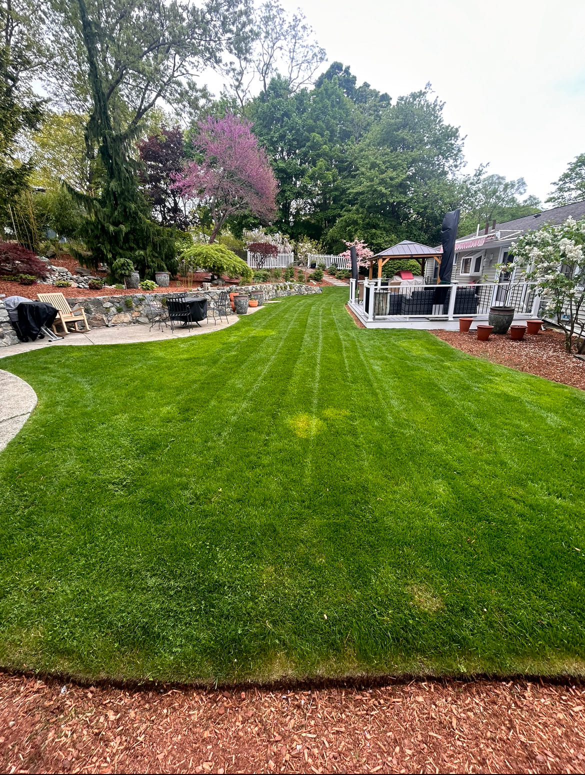 Backyard landscaping transformation, Belmont, MA