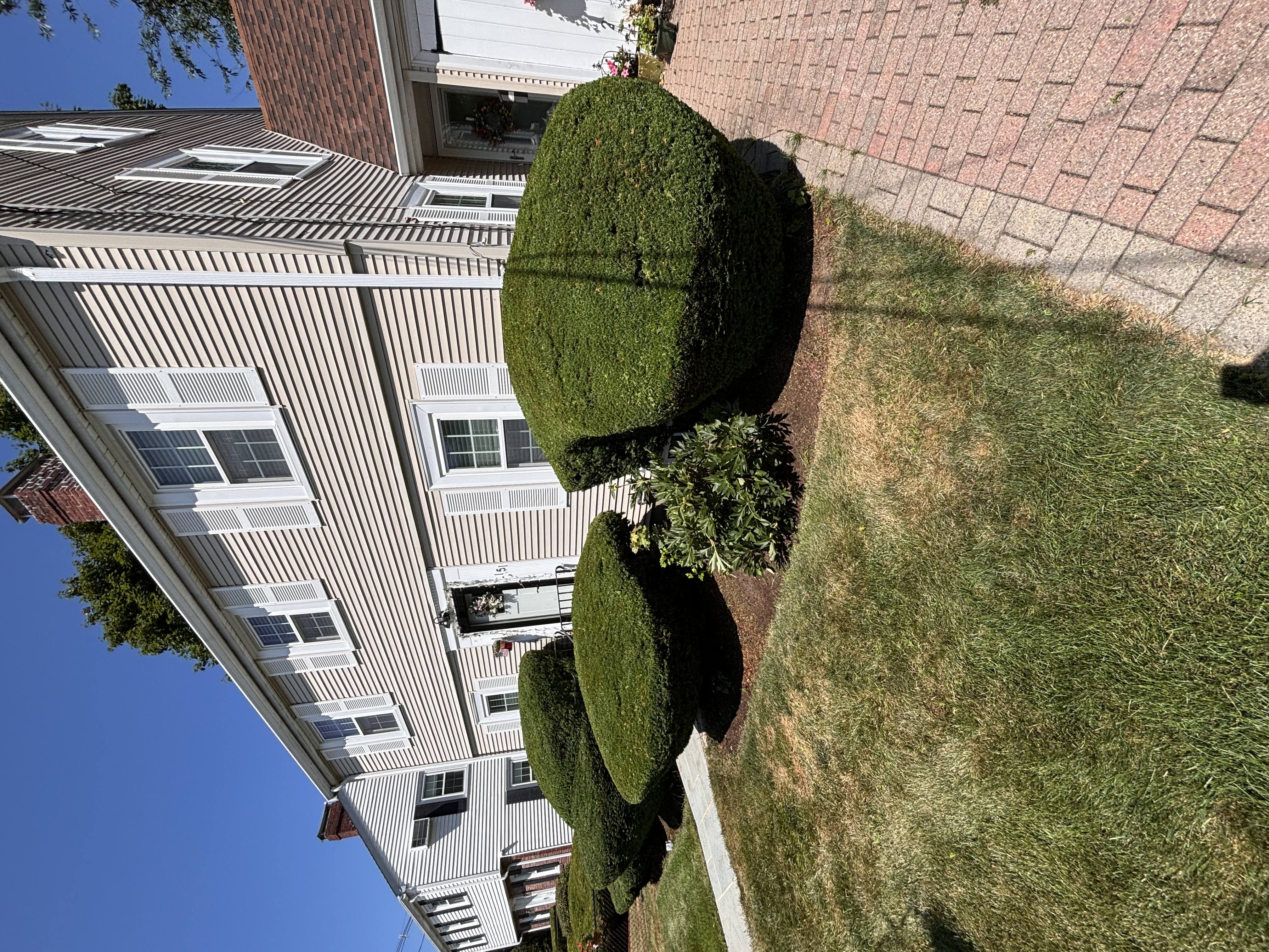 Precision shrub trimming and shaping, Arlington, MA
