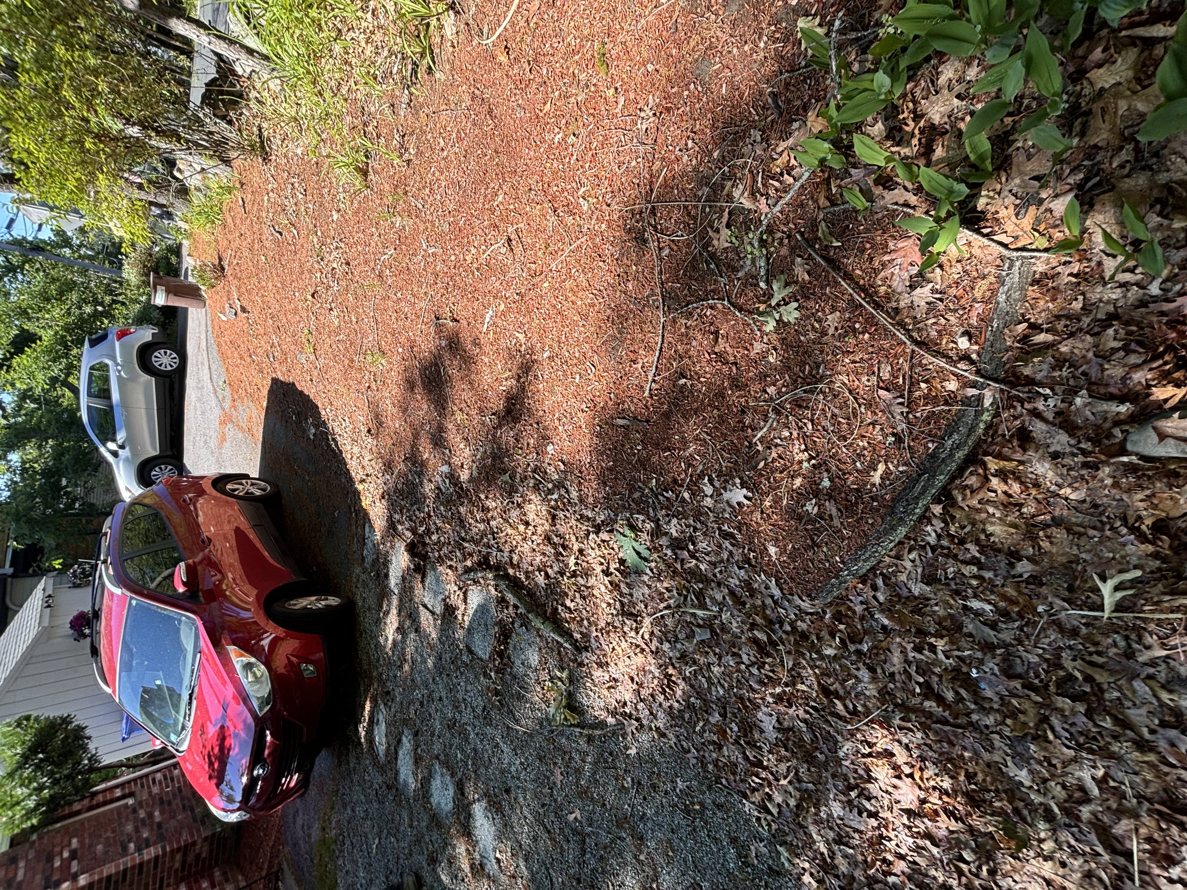 Before lawn care Lexington MA