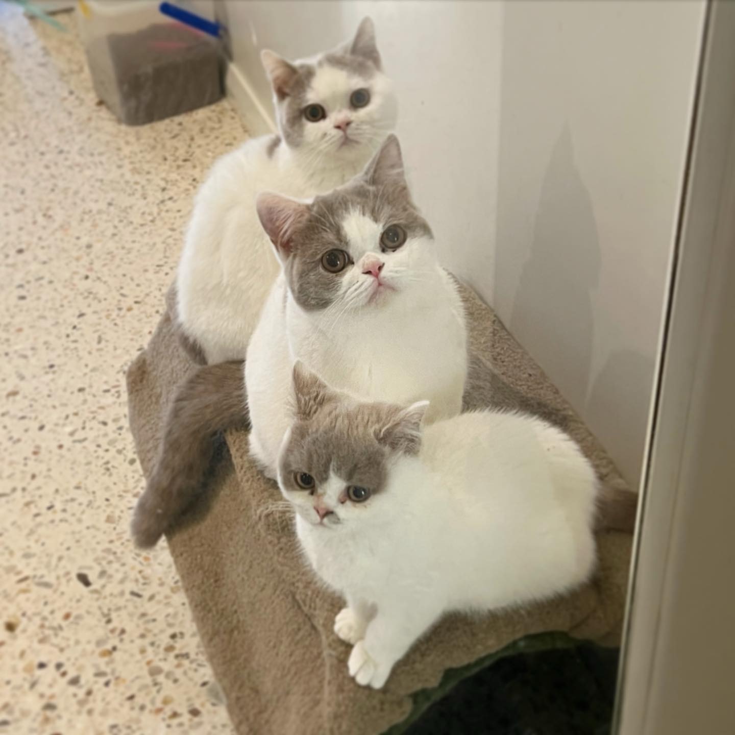 Cuddleton British Shorthair cats