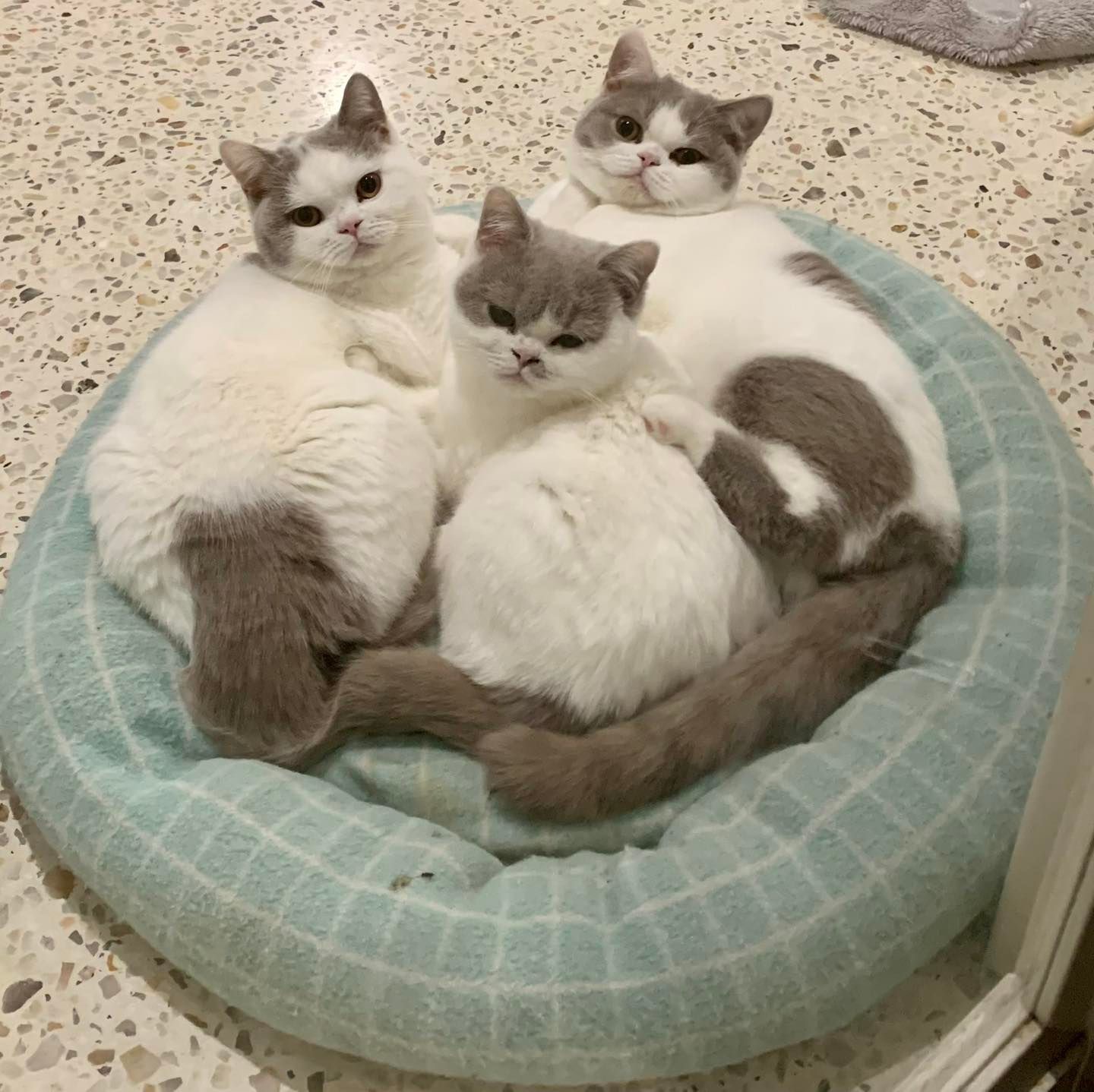 British Shorthair Kittens