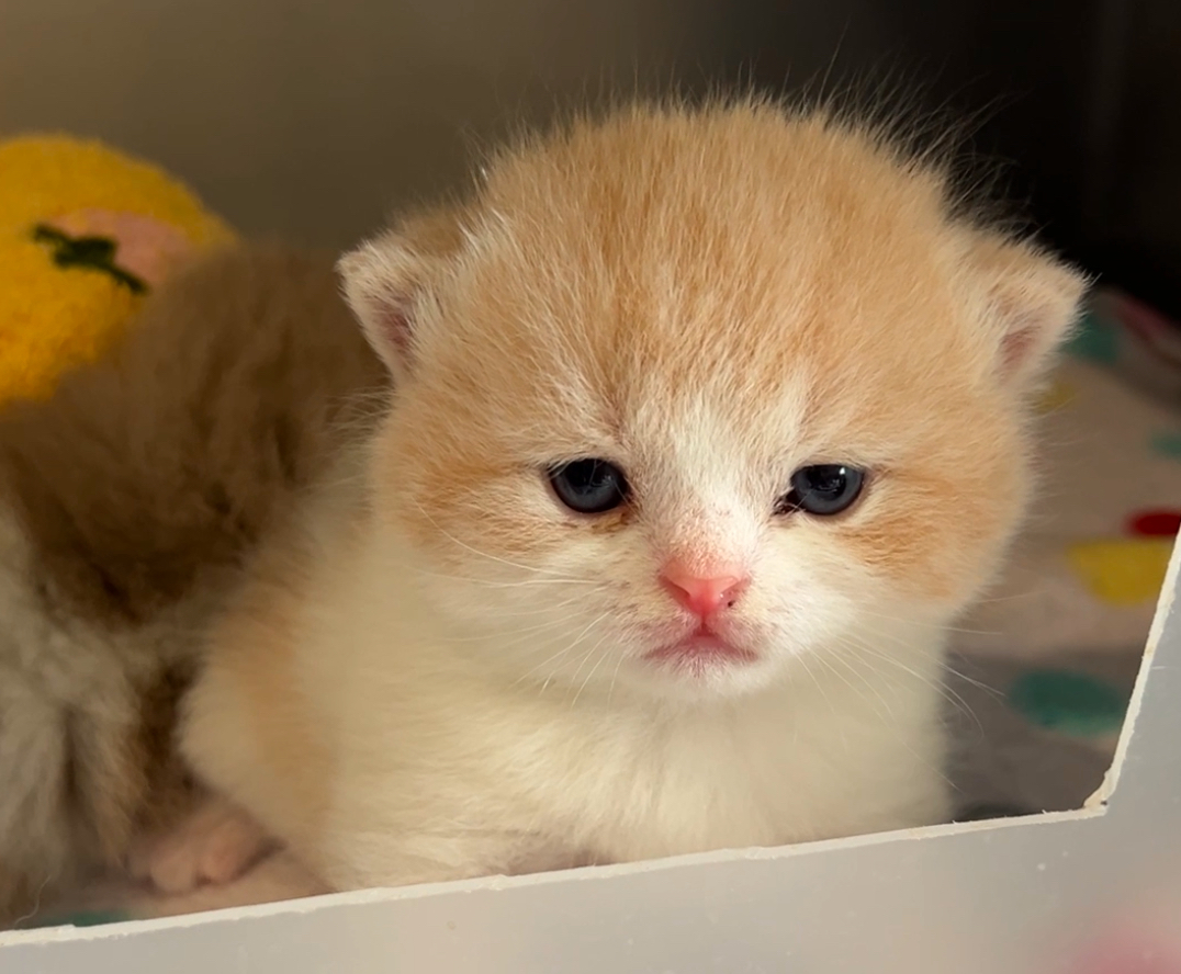 Kitten