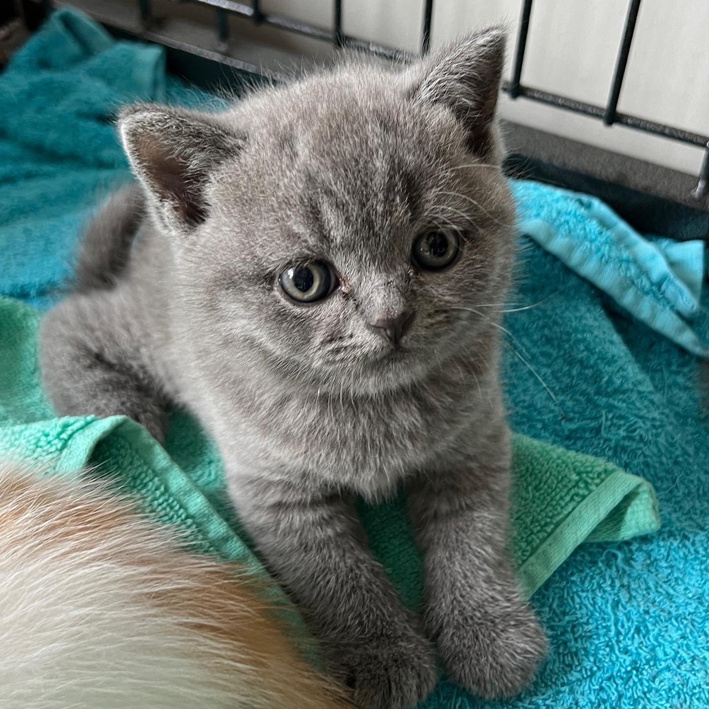 Kitten