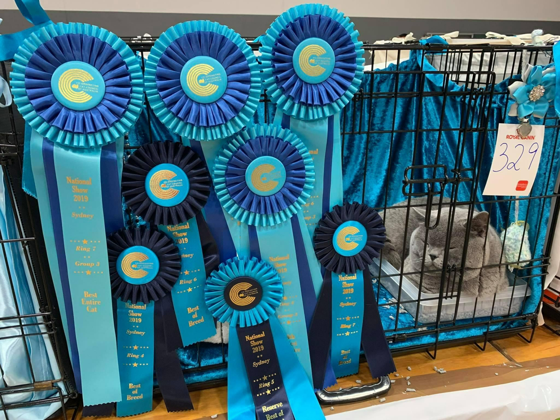 CCCA National Show Sydney