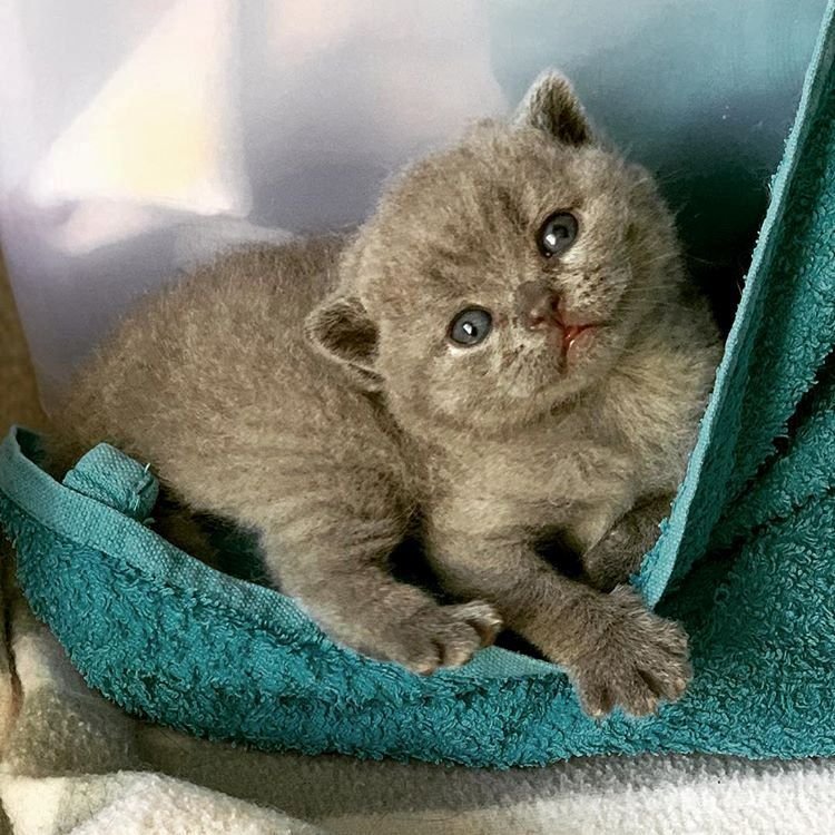 Kittens playing