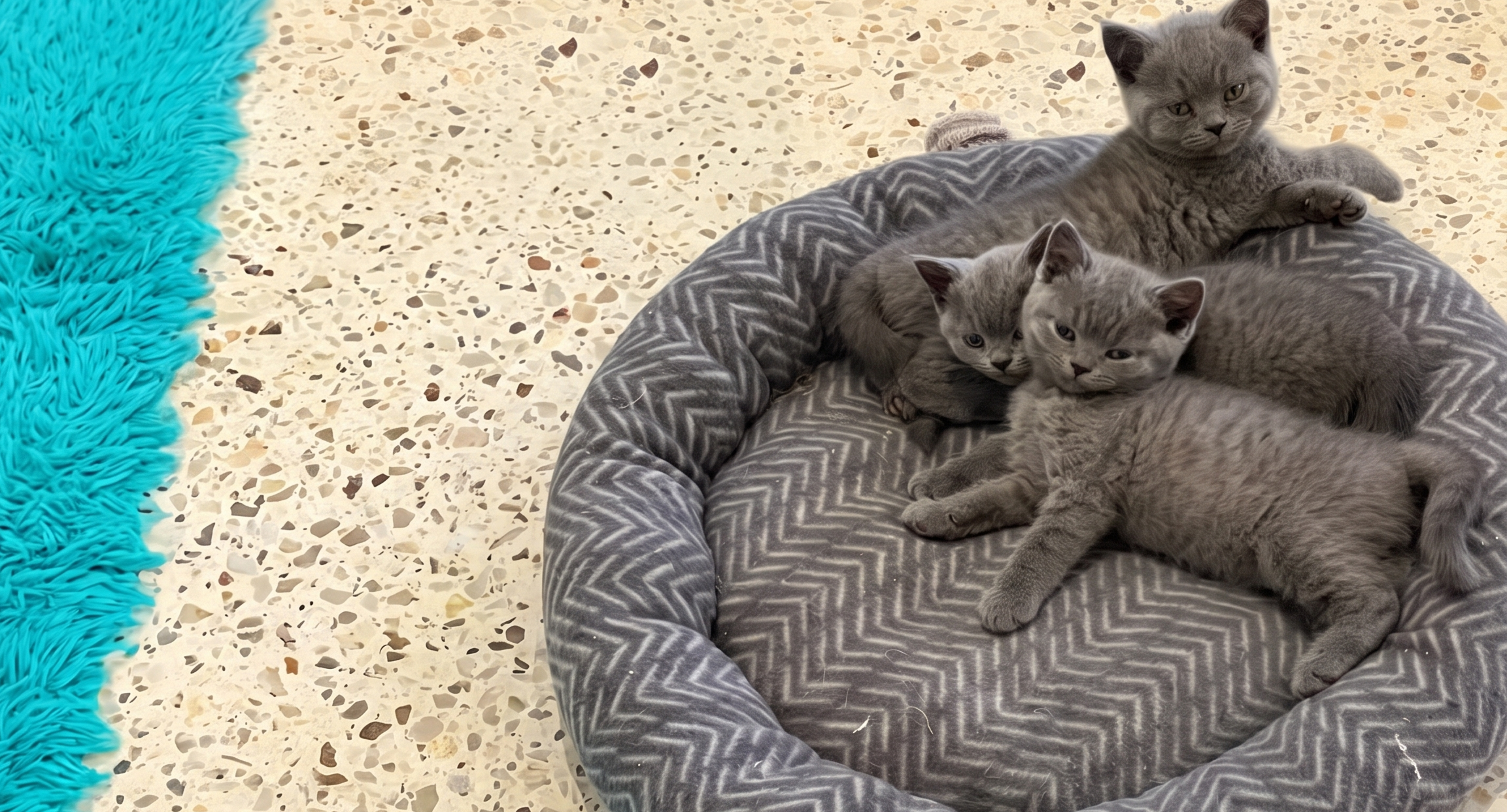 British Shorthair walking
