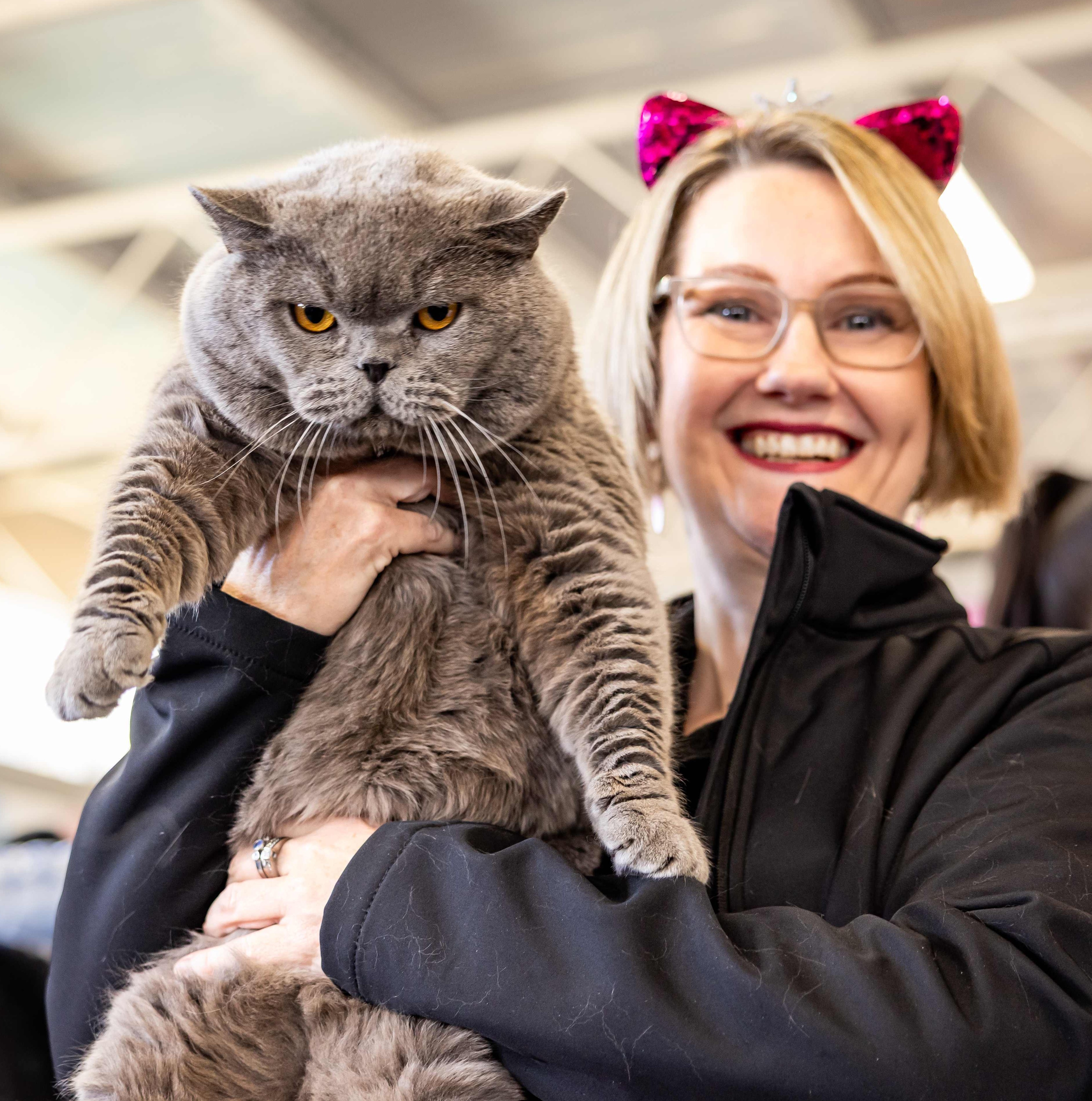 Breeder holding a British Shorthair kitten