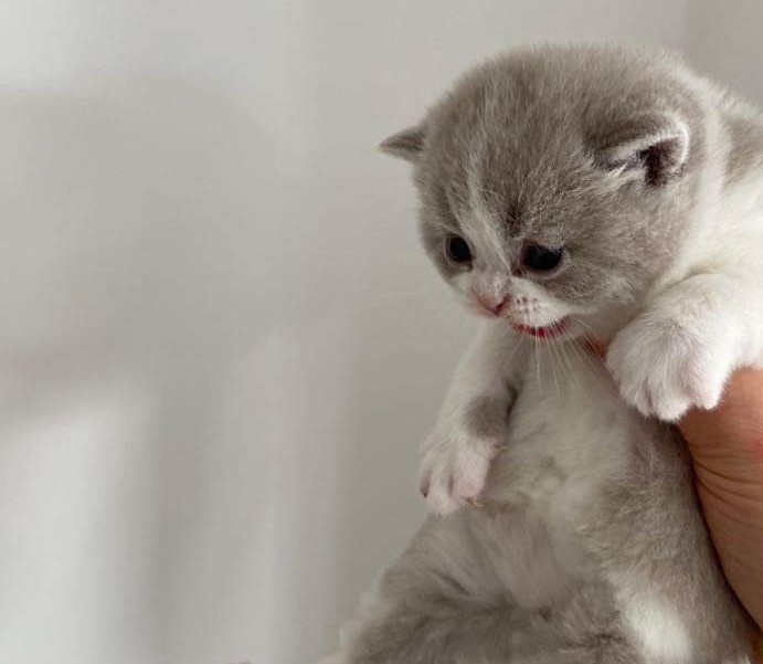 Kitten