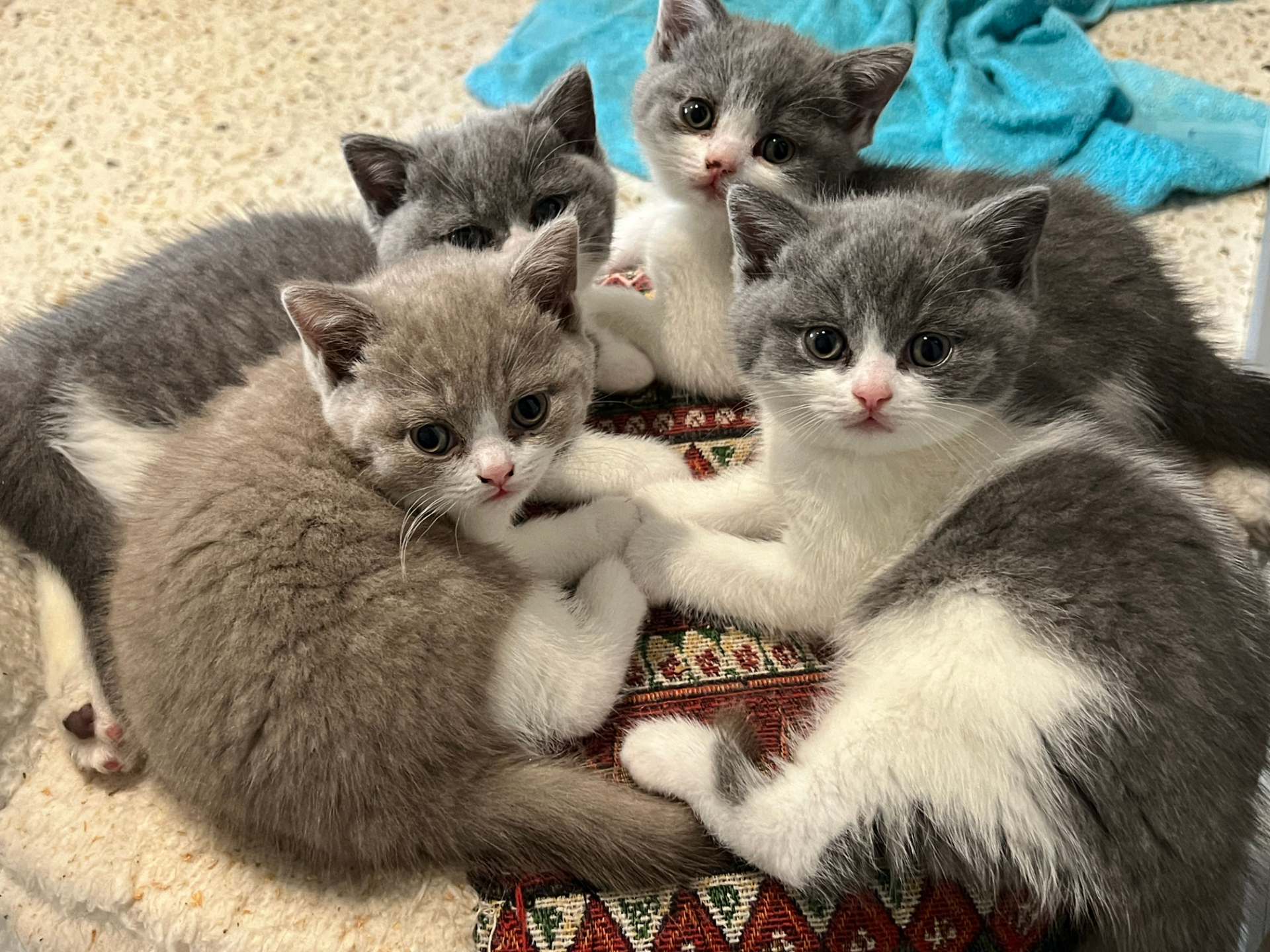 Litter of British Shorthair kittens
