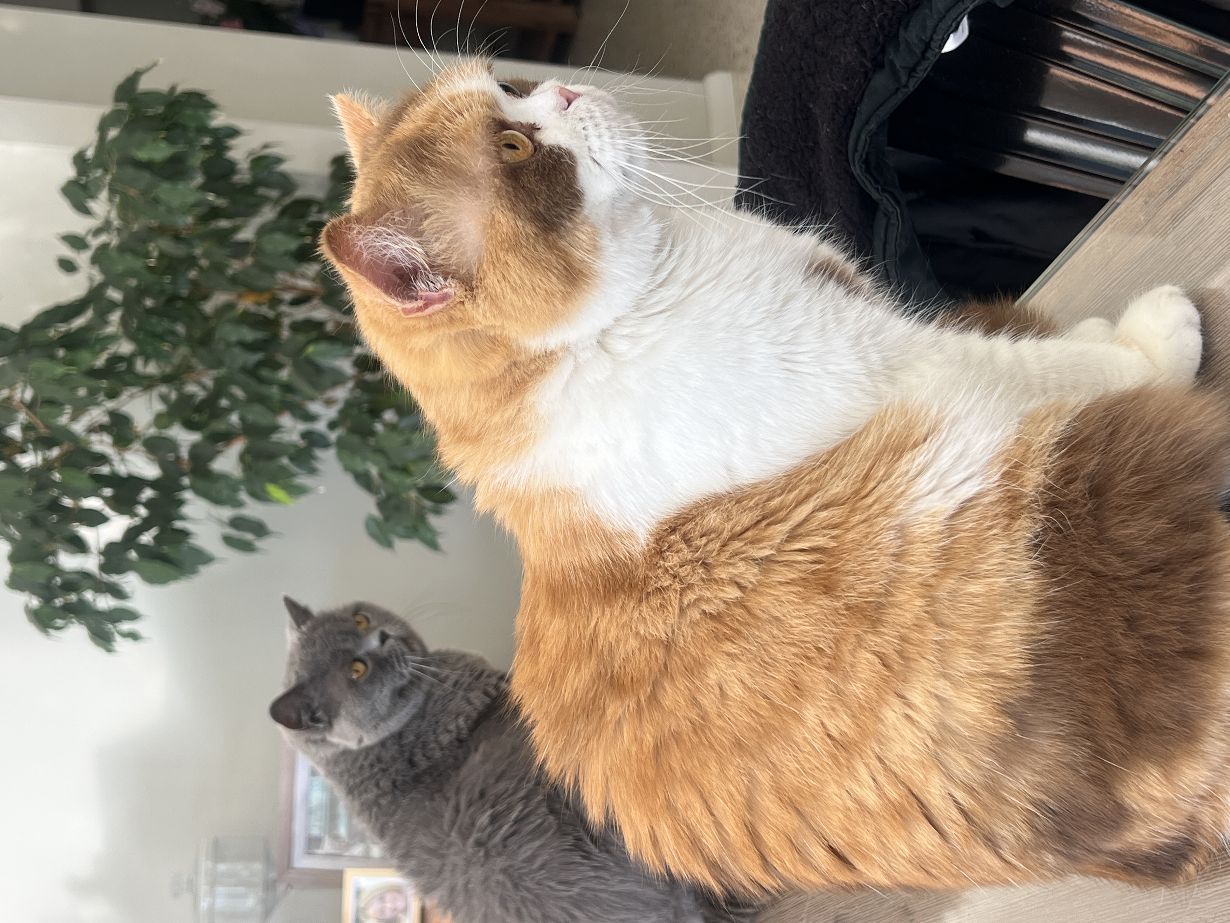 Cattery Blog