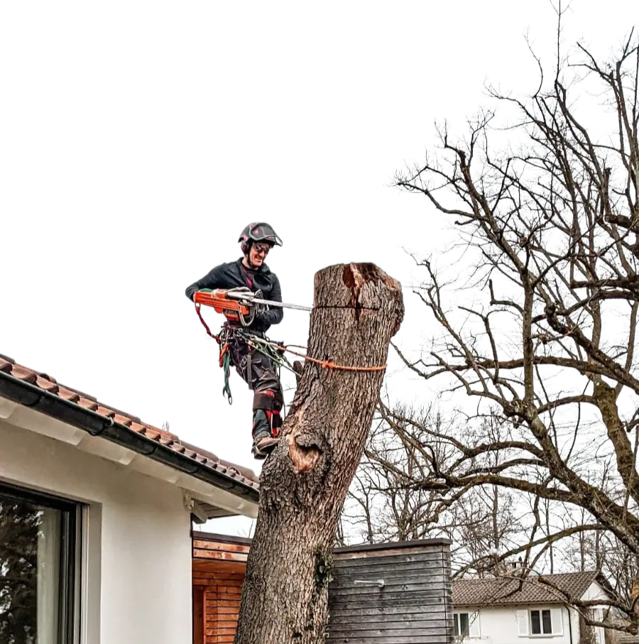 Baumpflege bei der Arbeit