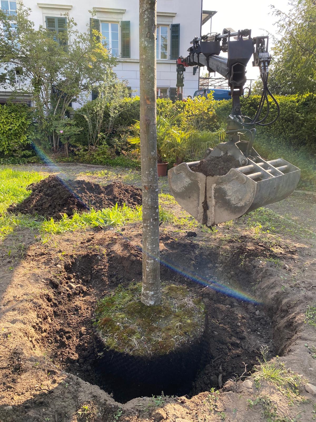 Baumpflanzungen
