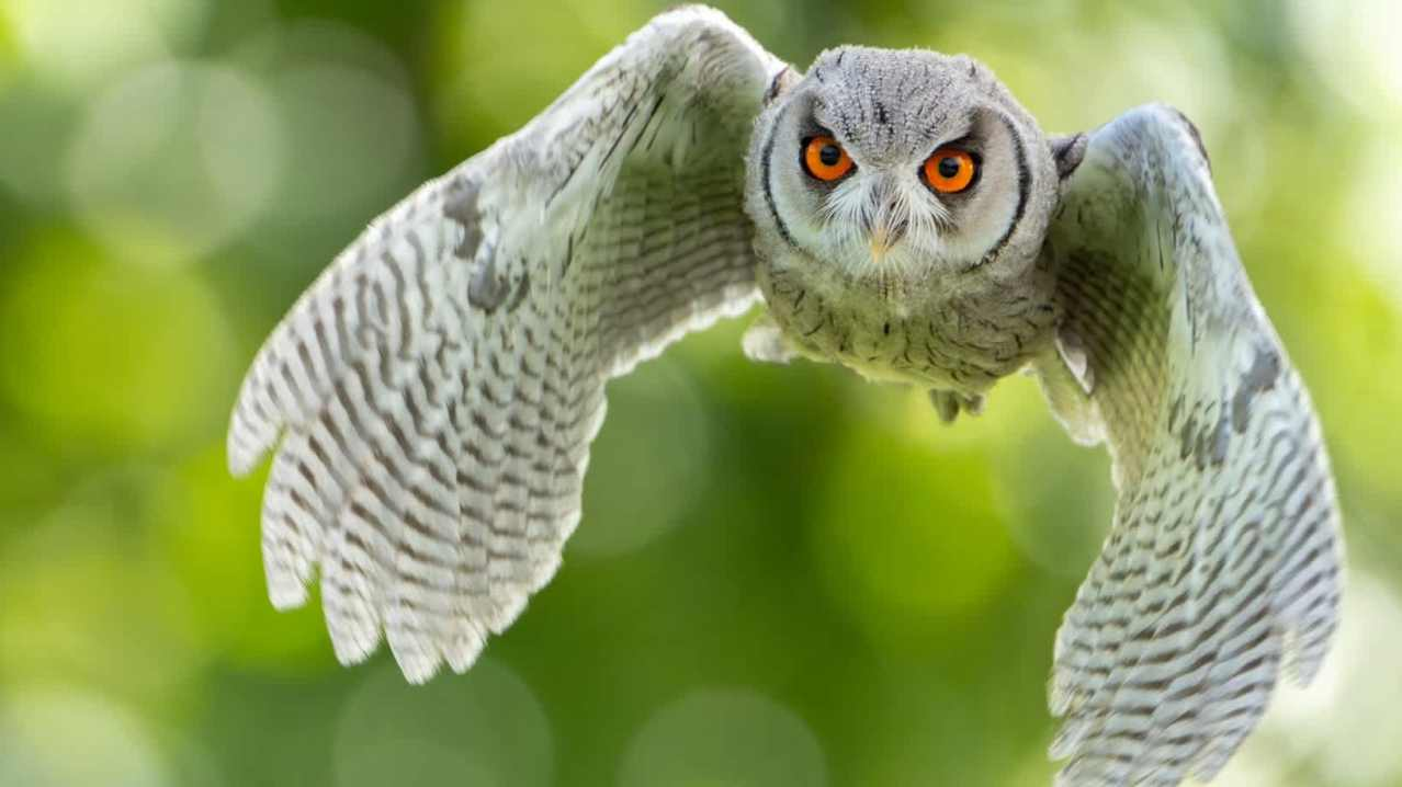 Screech Owl Sanctuary & Animal-Park