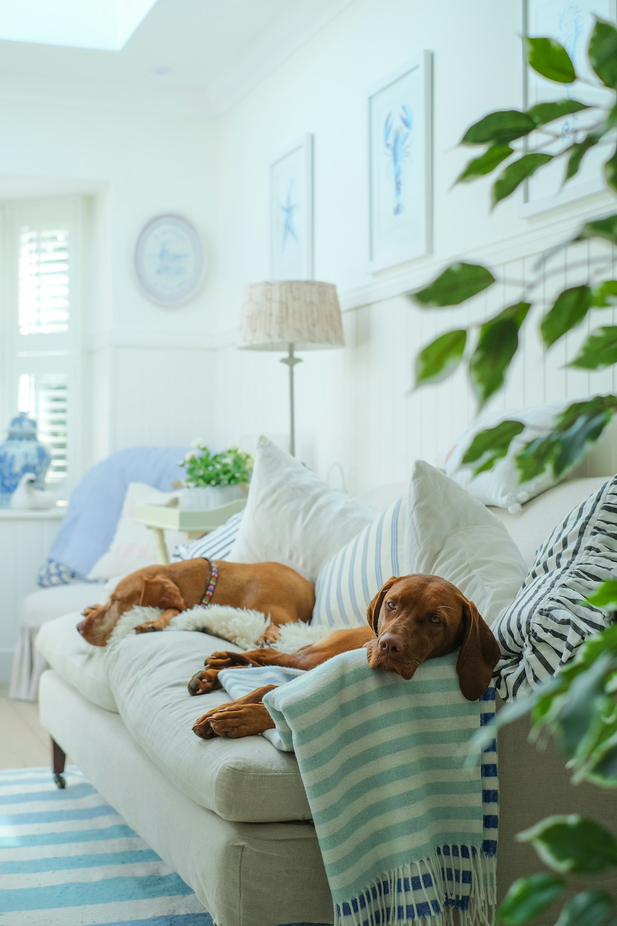 Several dogs resting comfortably indoors