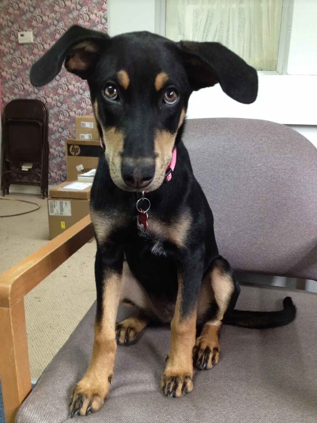 Raven as a puppy