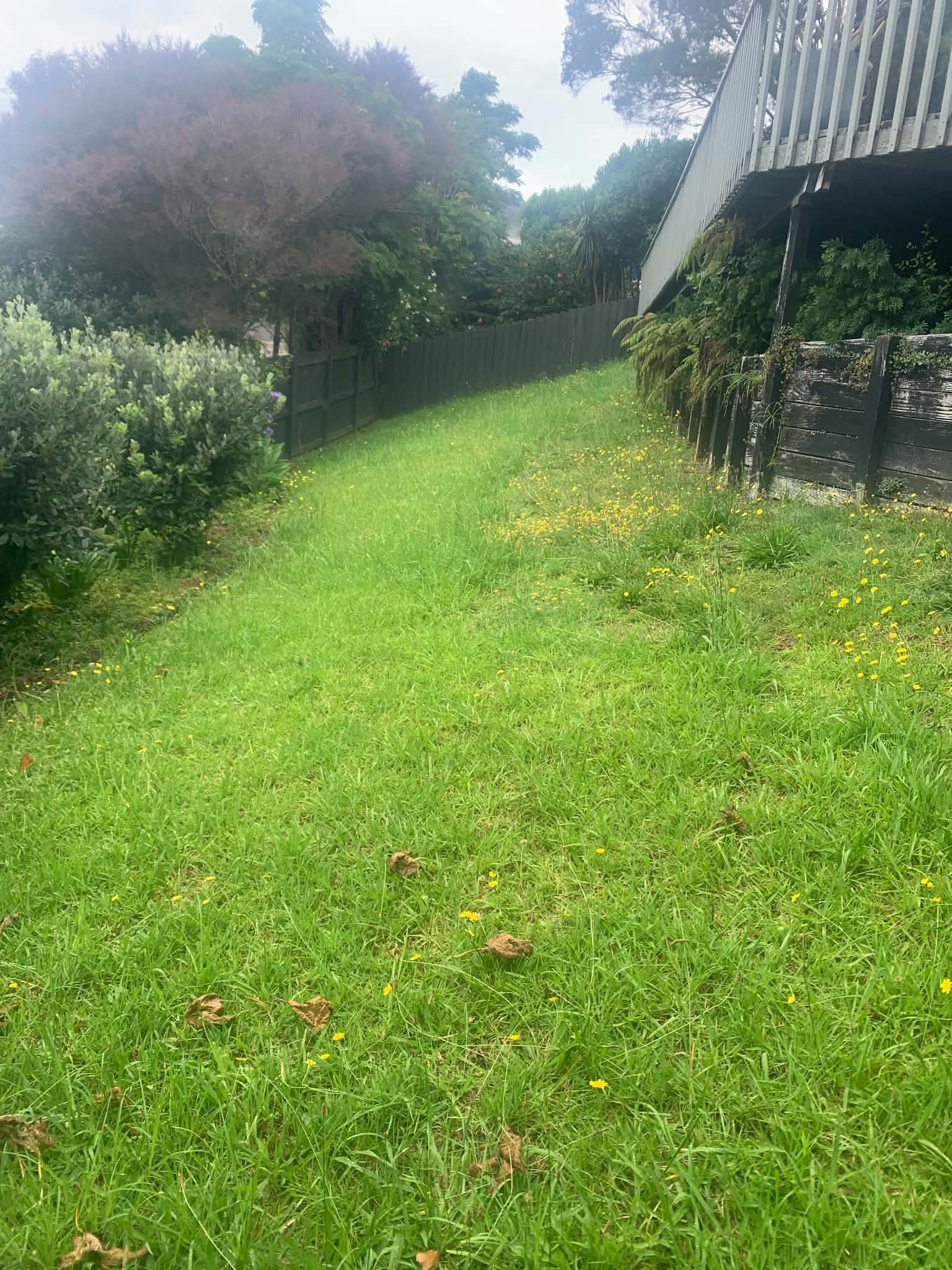 Overgrown lawn before