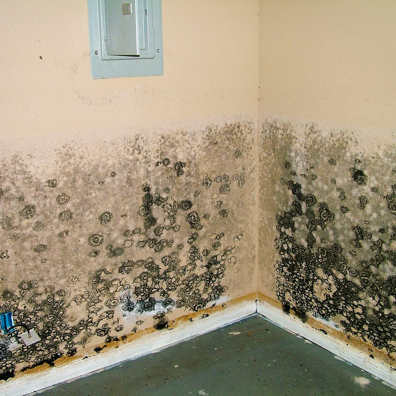 Mold Remediation